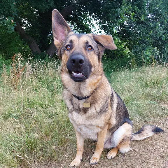 Mali a two year old German Shepherd sitting in a park.