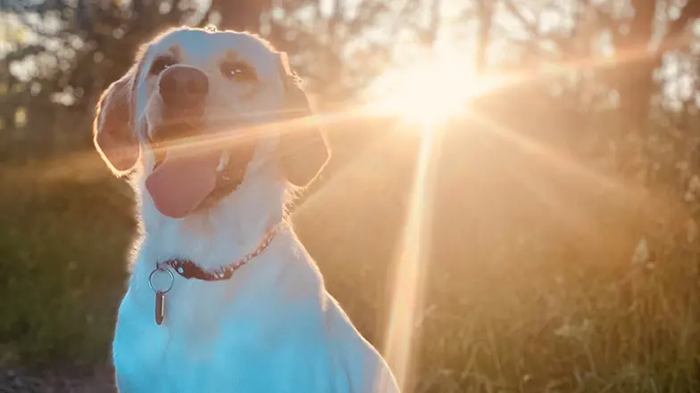 Buddy dog Riley looks to camera as the sun shines behind her
