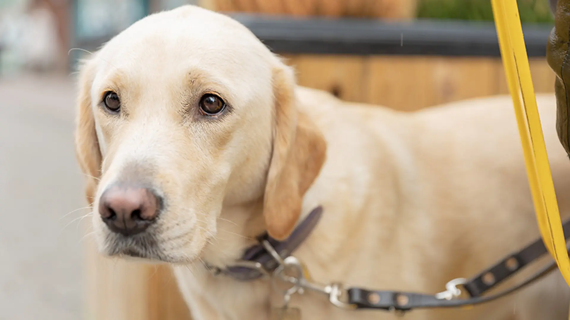 Close up of yellow Labrador cross Retriever guide dog Dora