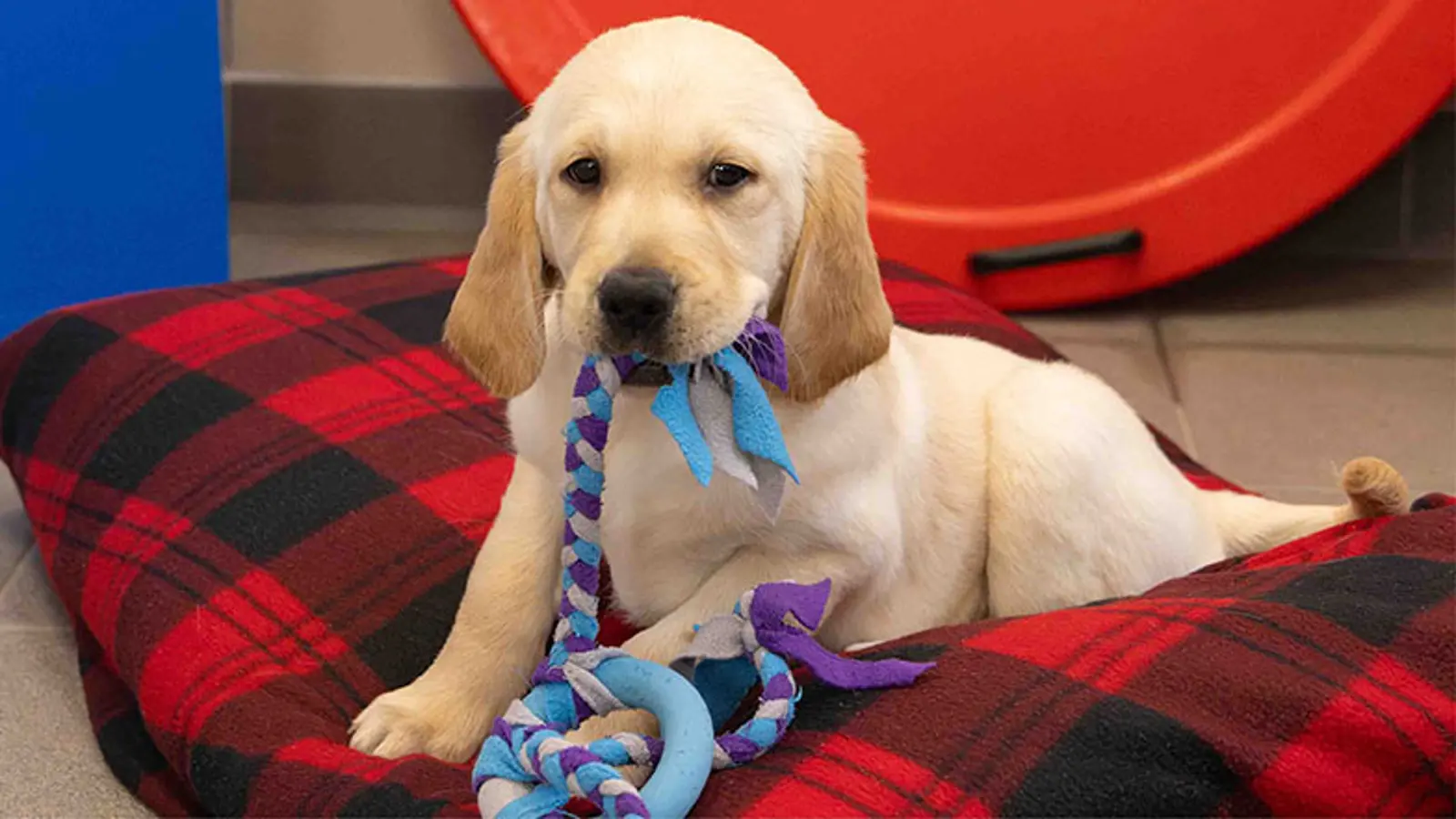 Henry sitting on a tartan blanket holding a blue tug rope toy in his mouth