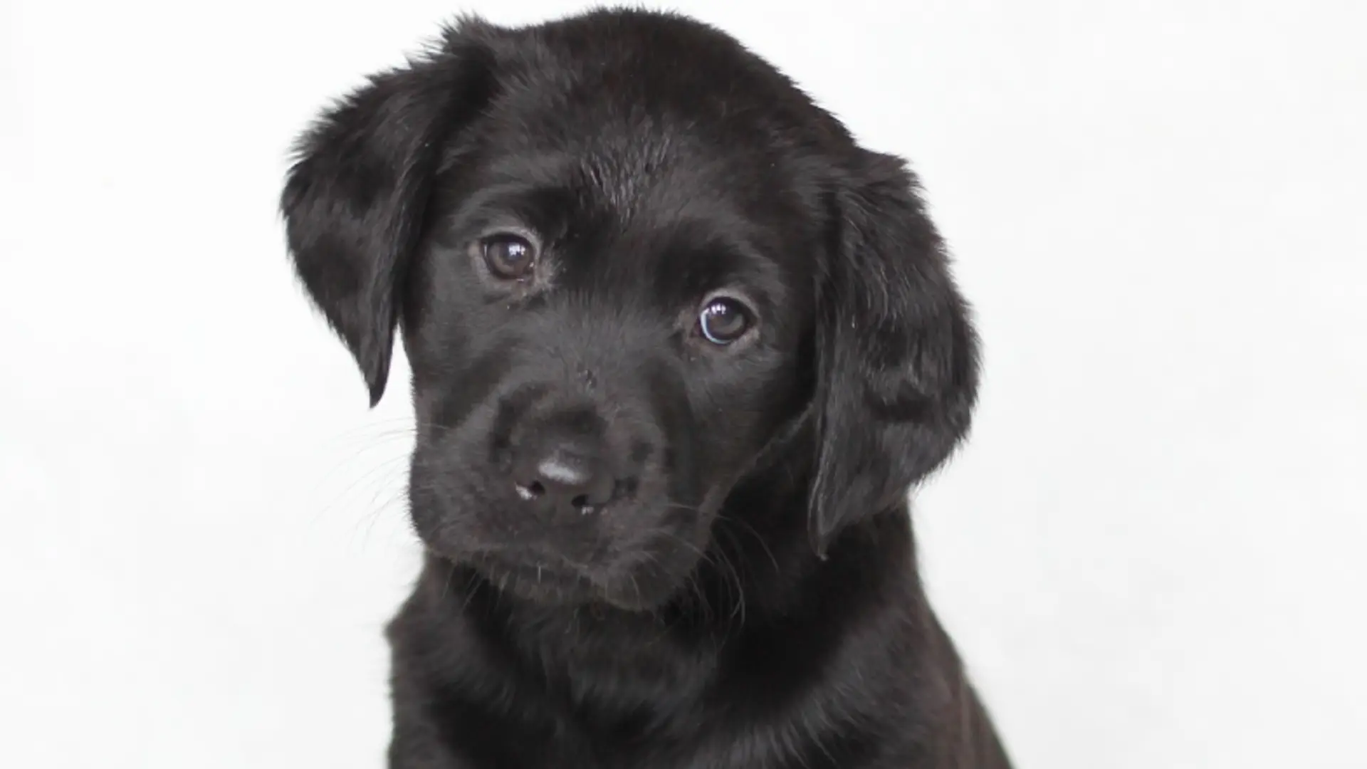 Name a Puppy black lab Annie headshot