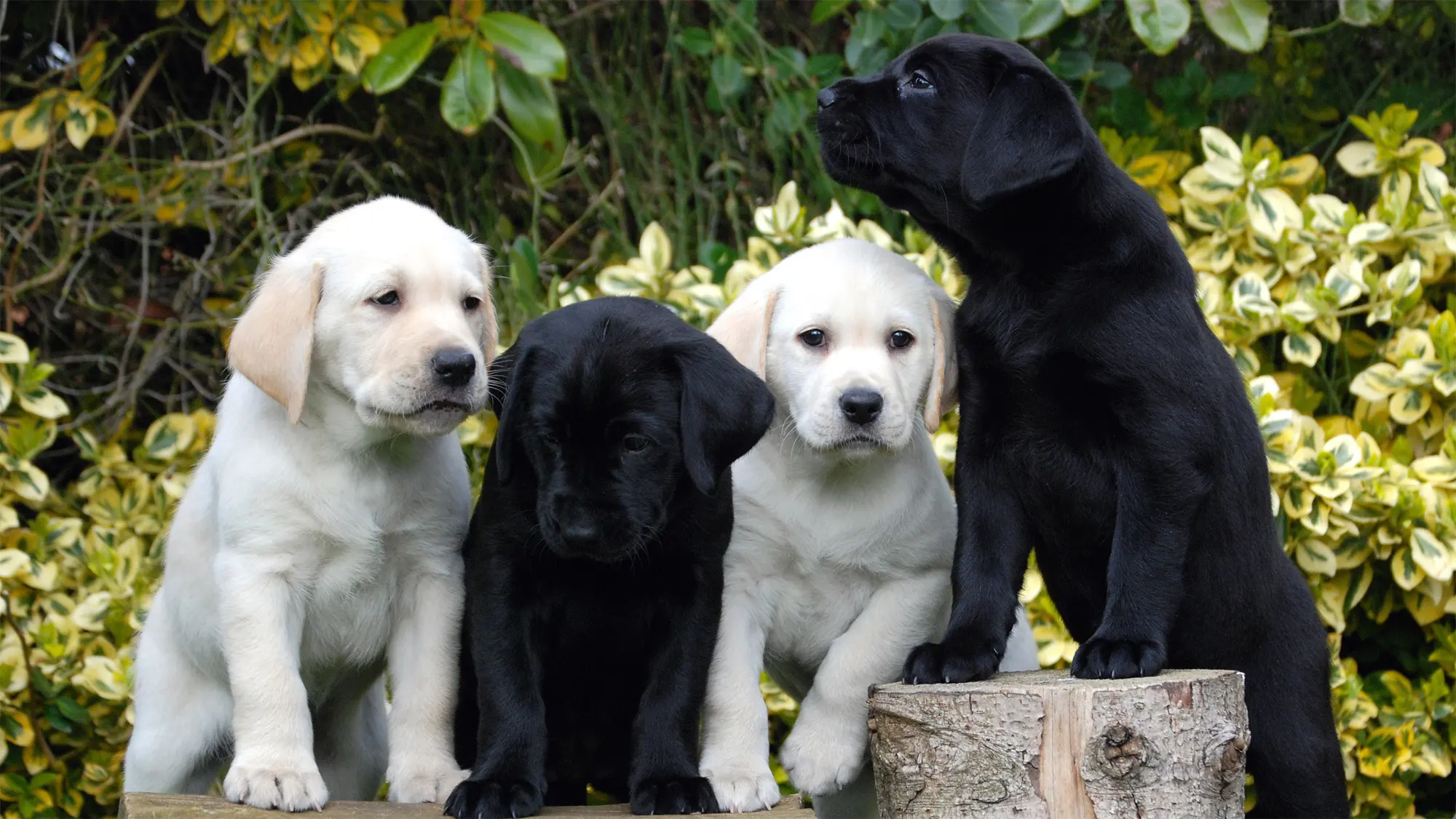 Two yellow Labrador puppies and two black Labrador puppies stand side by side with their paws up on some logs. 