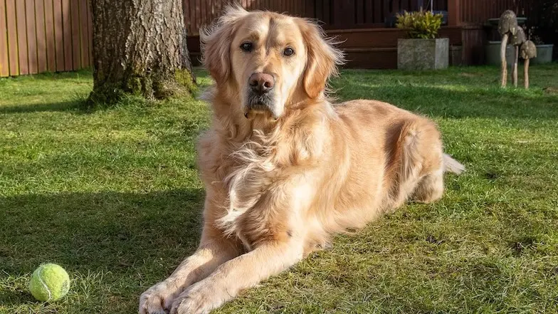 Rehomed guide dog Reggie laying down looking to camera