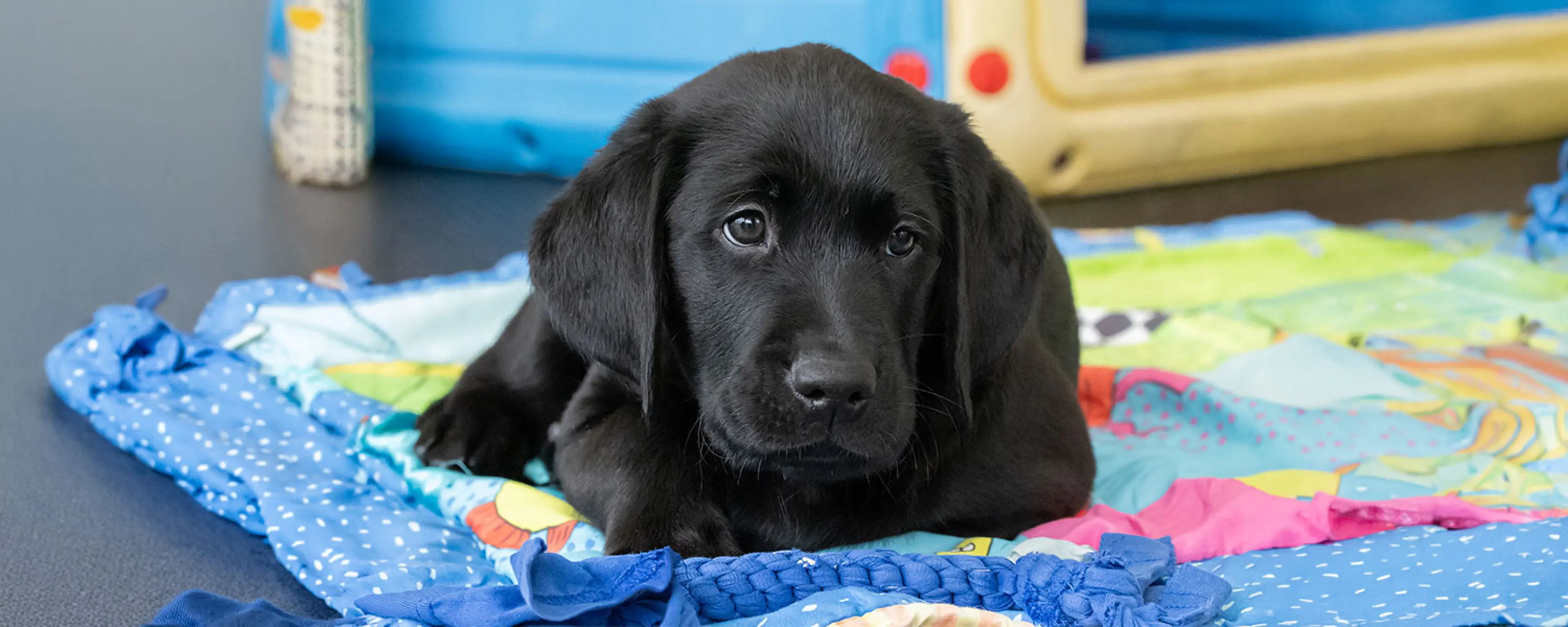 Sponsor pup Stanley lying on a colourful play rug looking slightly away from the camera.