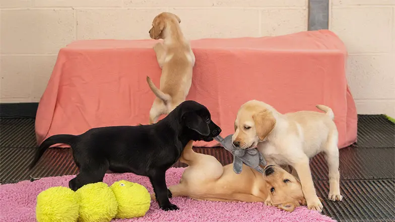 Hetty playing with her littermates.
