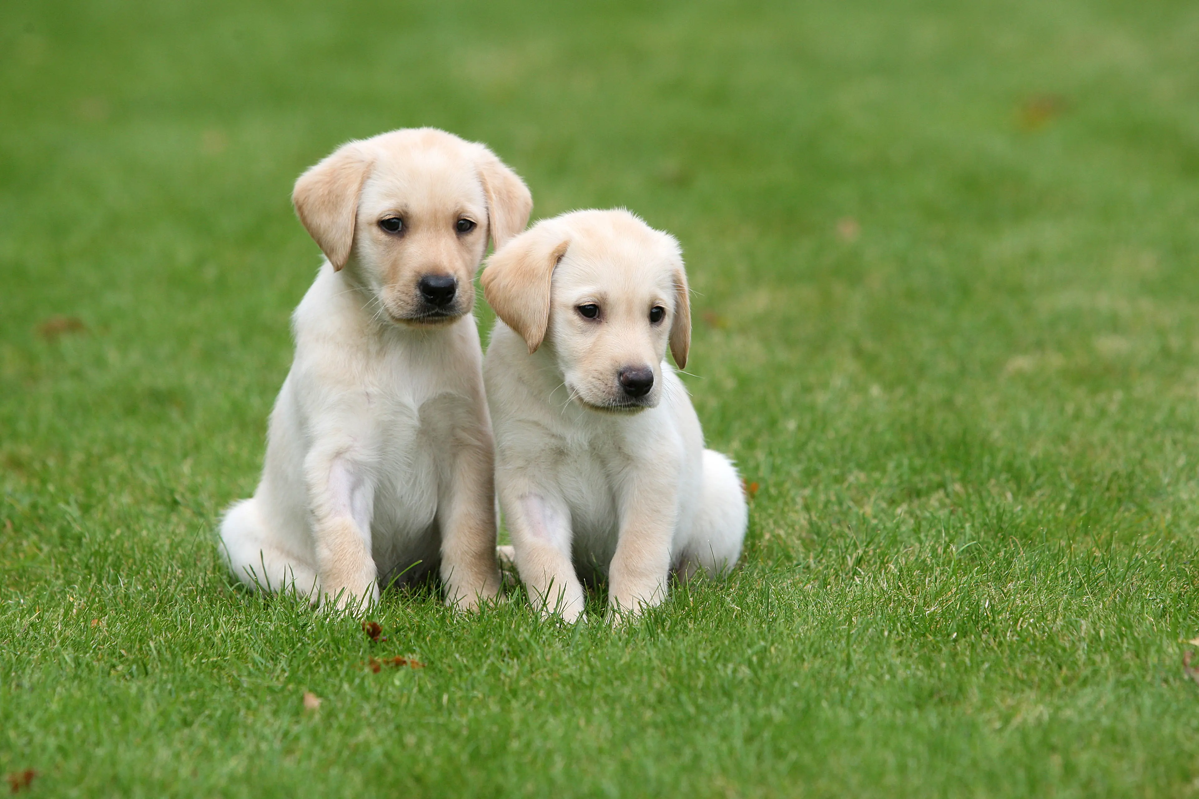 Two golden puppies sitting side by side on grass.