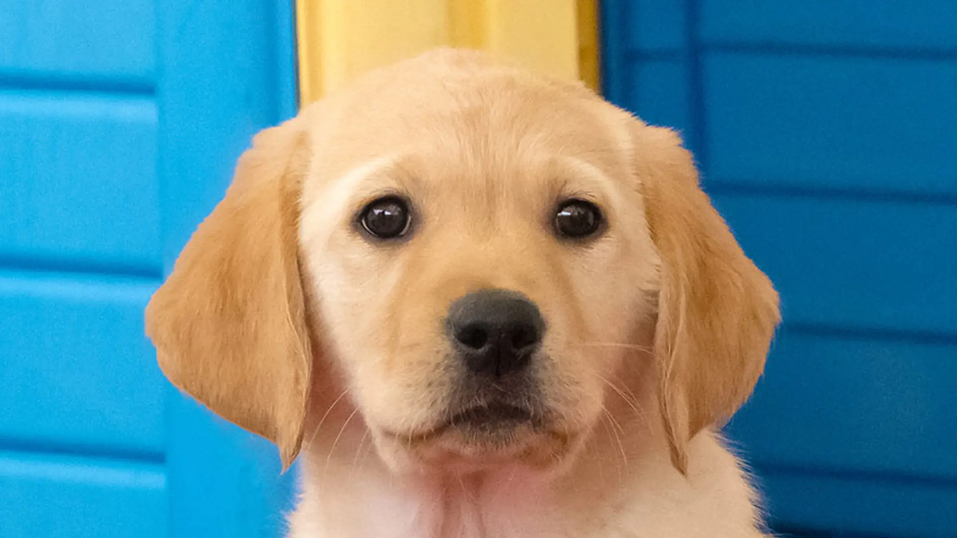 Headshot of guide dog puppy Honey a Labrador/golden retriever.