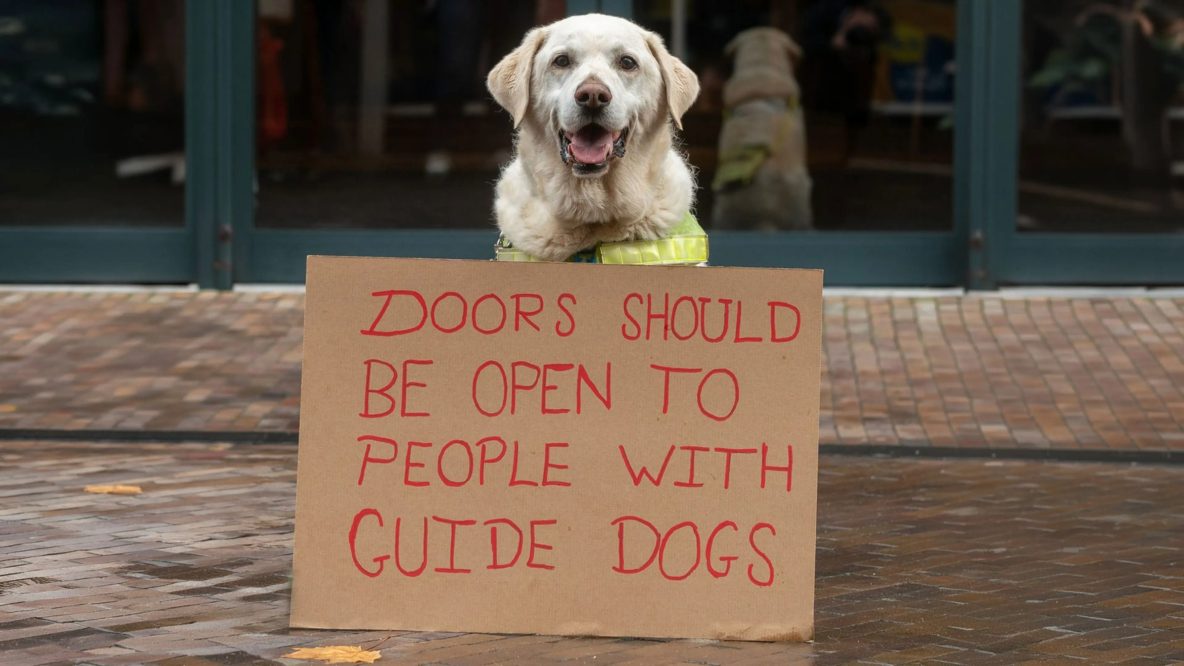 Labrador retriever looking to camera sitting in front of a cardboard placard reading 'Doors should be open to people with guide dogs'.