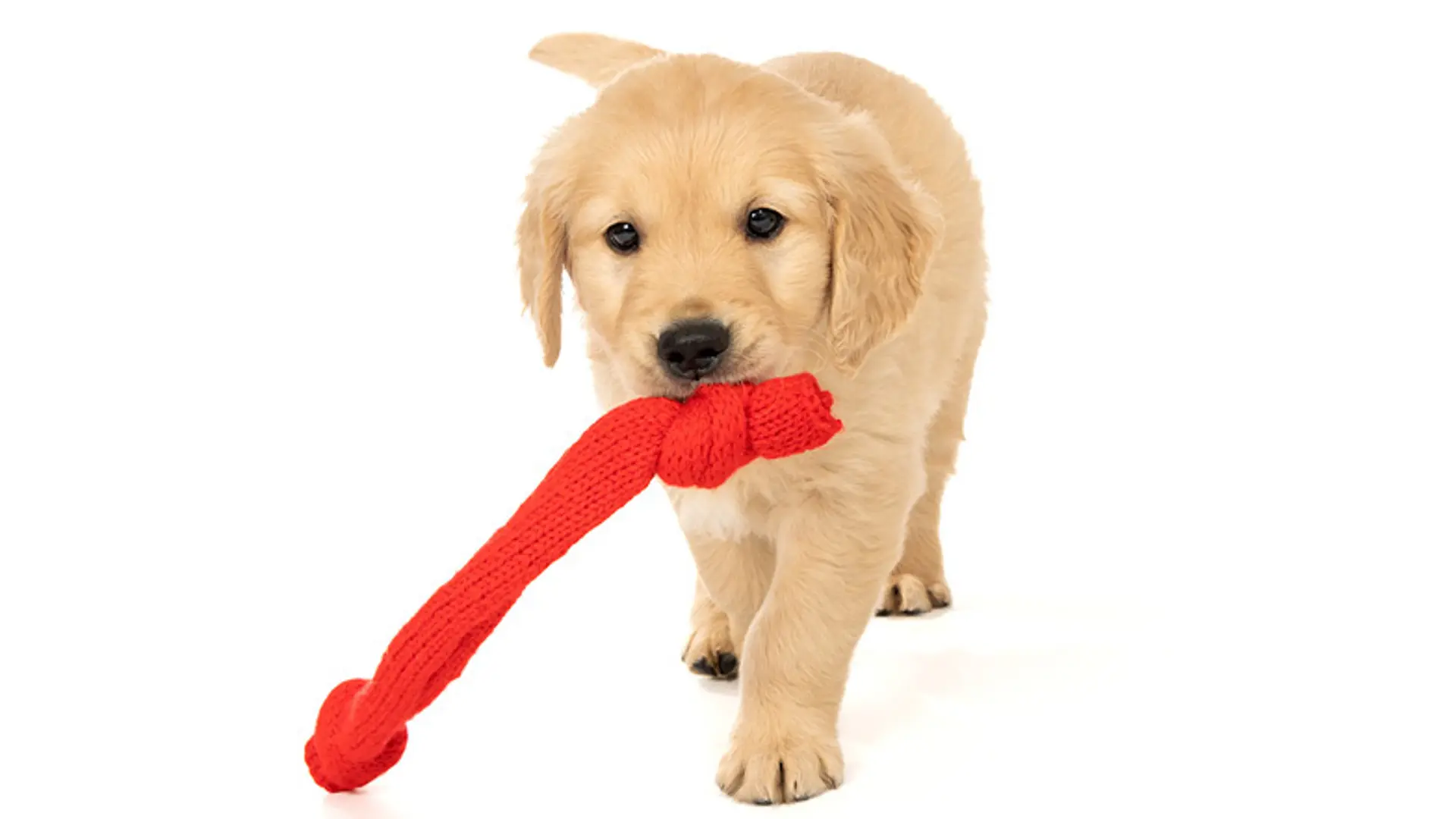 Basil looking to camera, carrying a red toy in his mouth