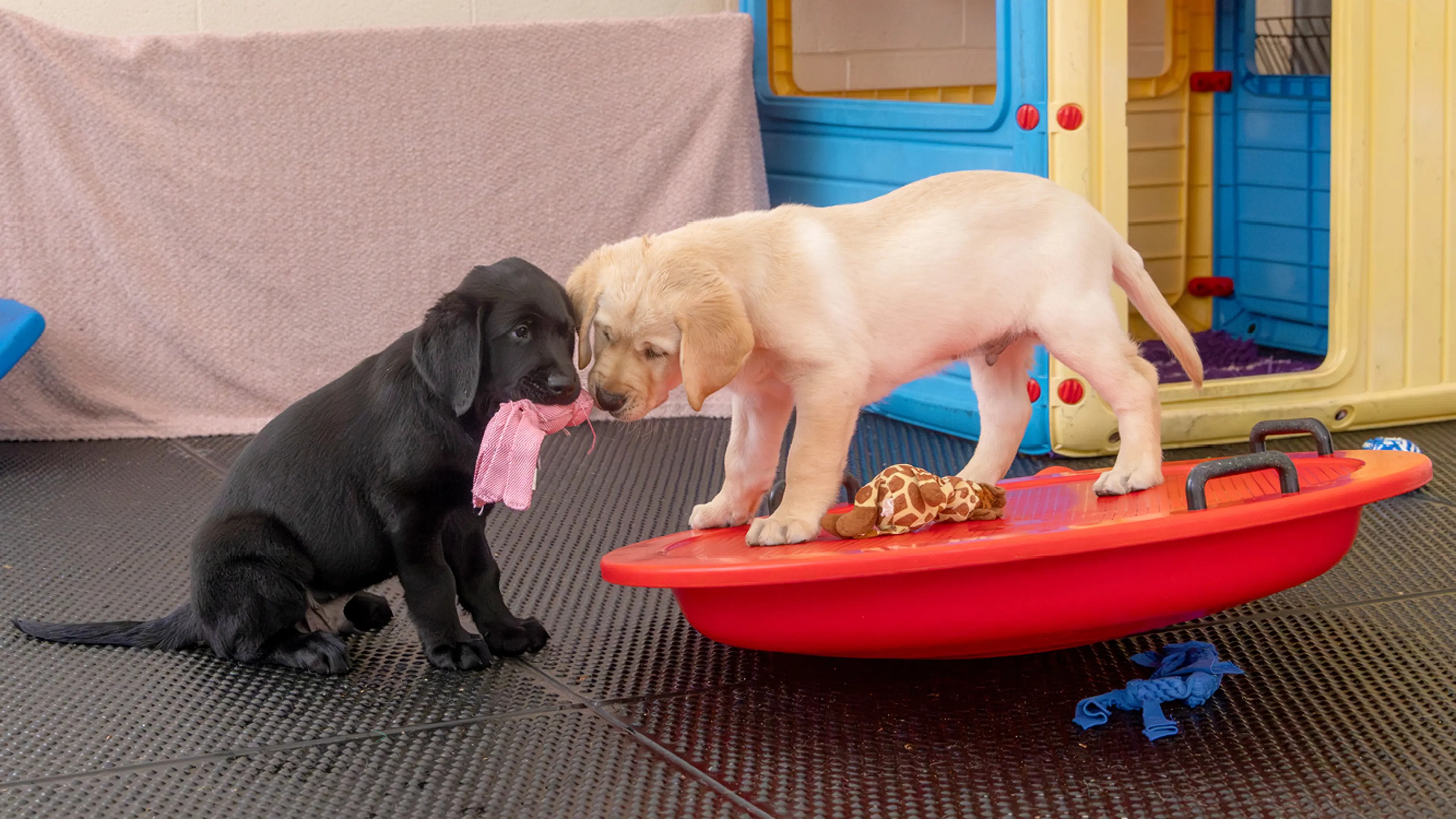 Stanley playing with his littermate.
