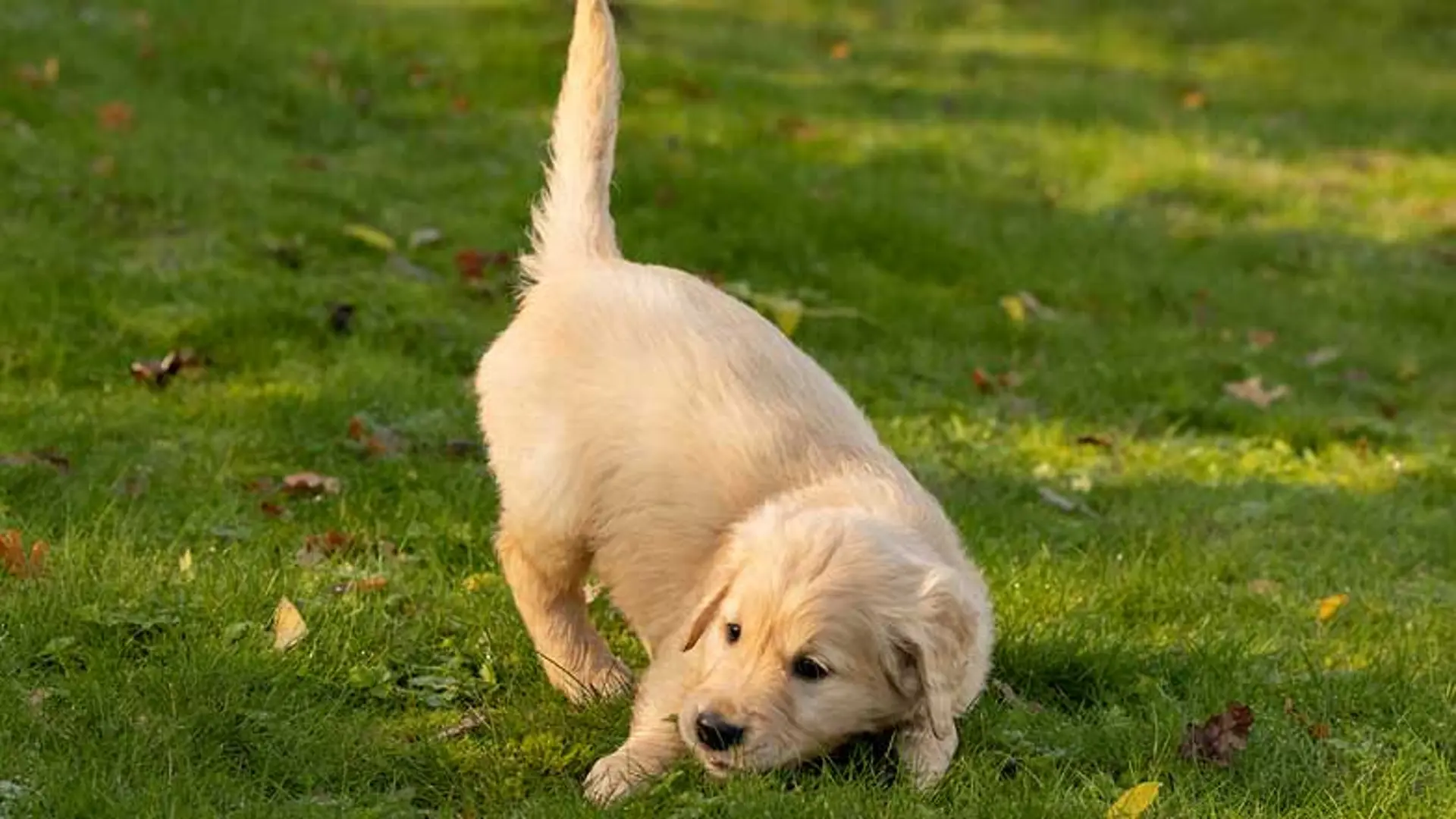 Basil doing a play bow in the garden