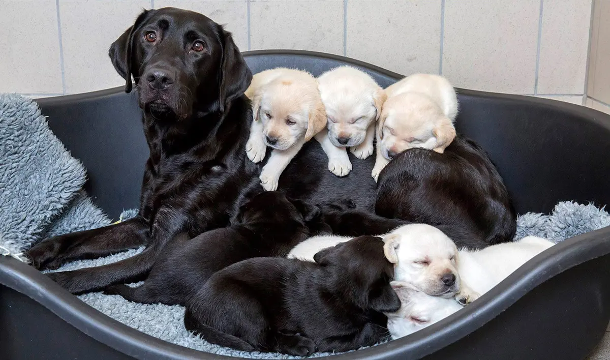 A black labrador Guide Dog mum lies in her basket surrounded by a litter of black and golden puppies.