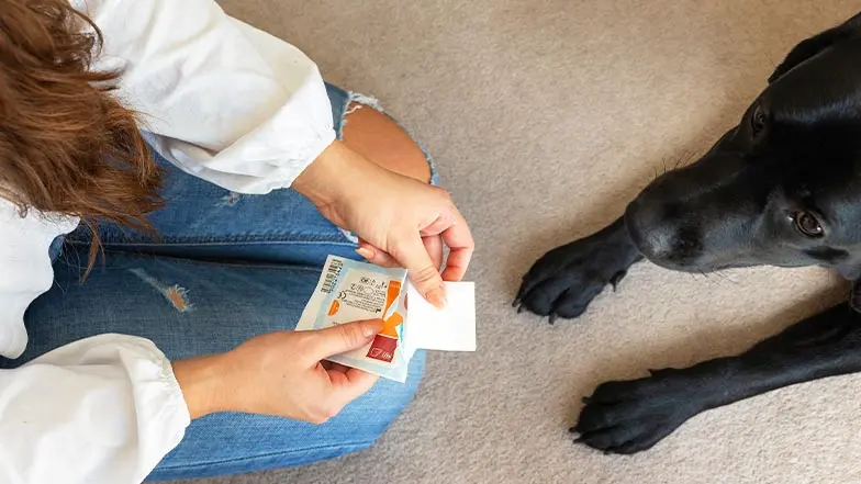 A dog owner holds sterile gauze in front of their dog, who lies in front of them.
