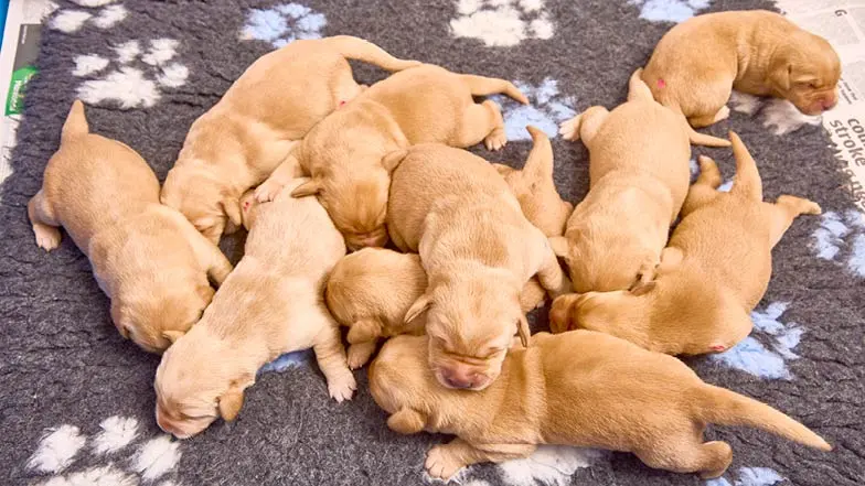 Piper's litter laying together on a dog bed.