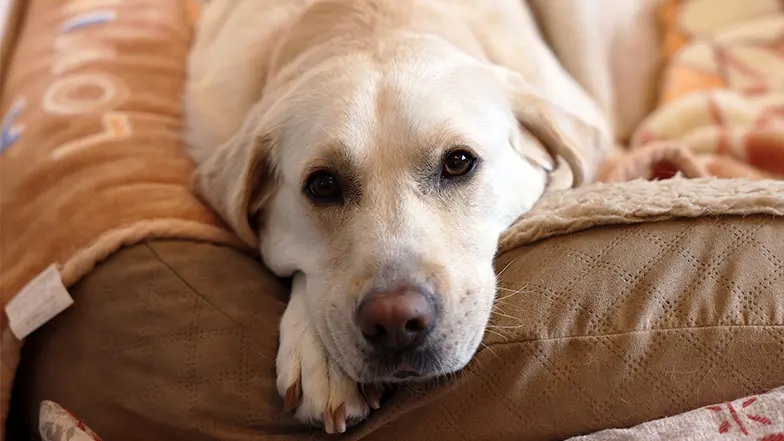 Guide dog Wendy looking at camera lying on her bed.