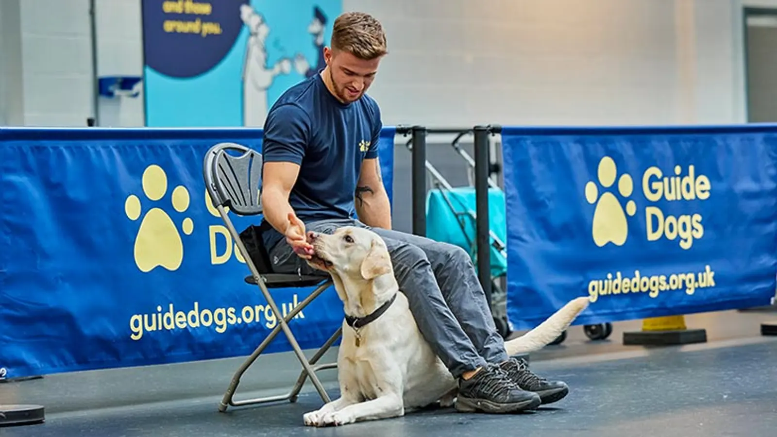 A guide dog in training lies under a Guide Dog Trainer's legs as they sit in a chair.