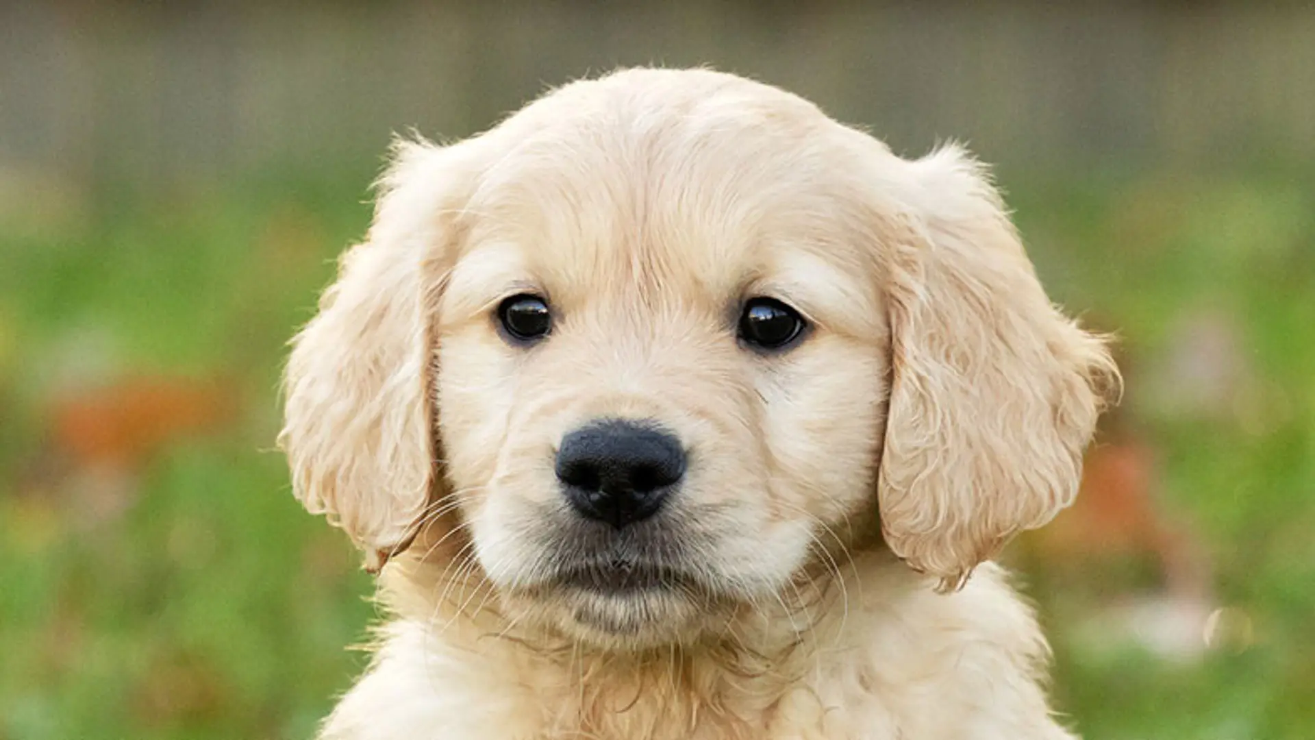 Headshot of guide dog puppy Basil, a golden retriever cross looking at camera