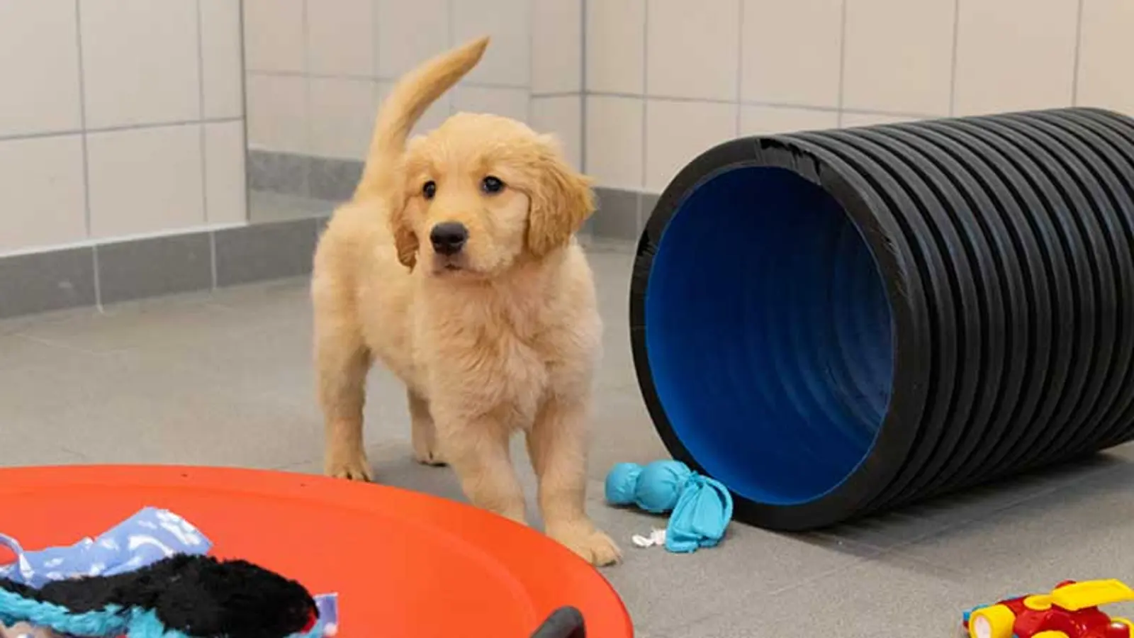 Toby standing and looking up surrounded by toys