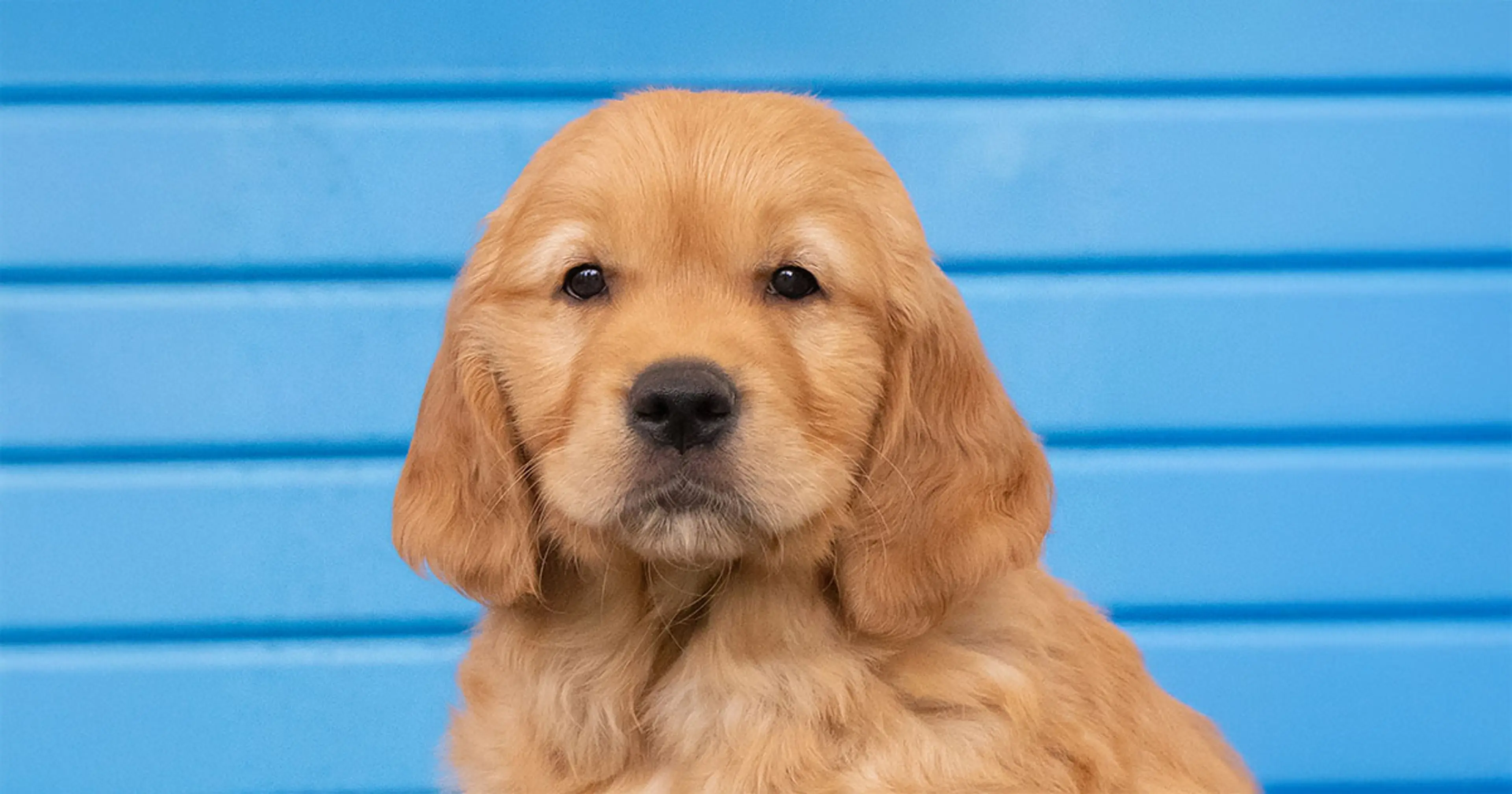 Pickle looks towards the camera.
