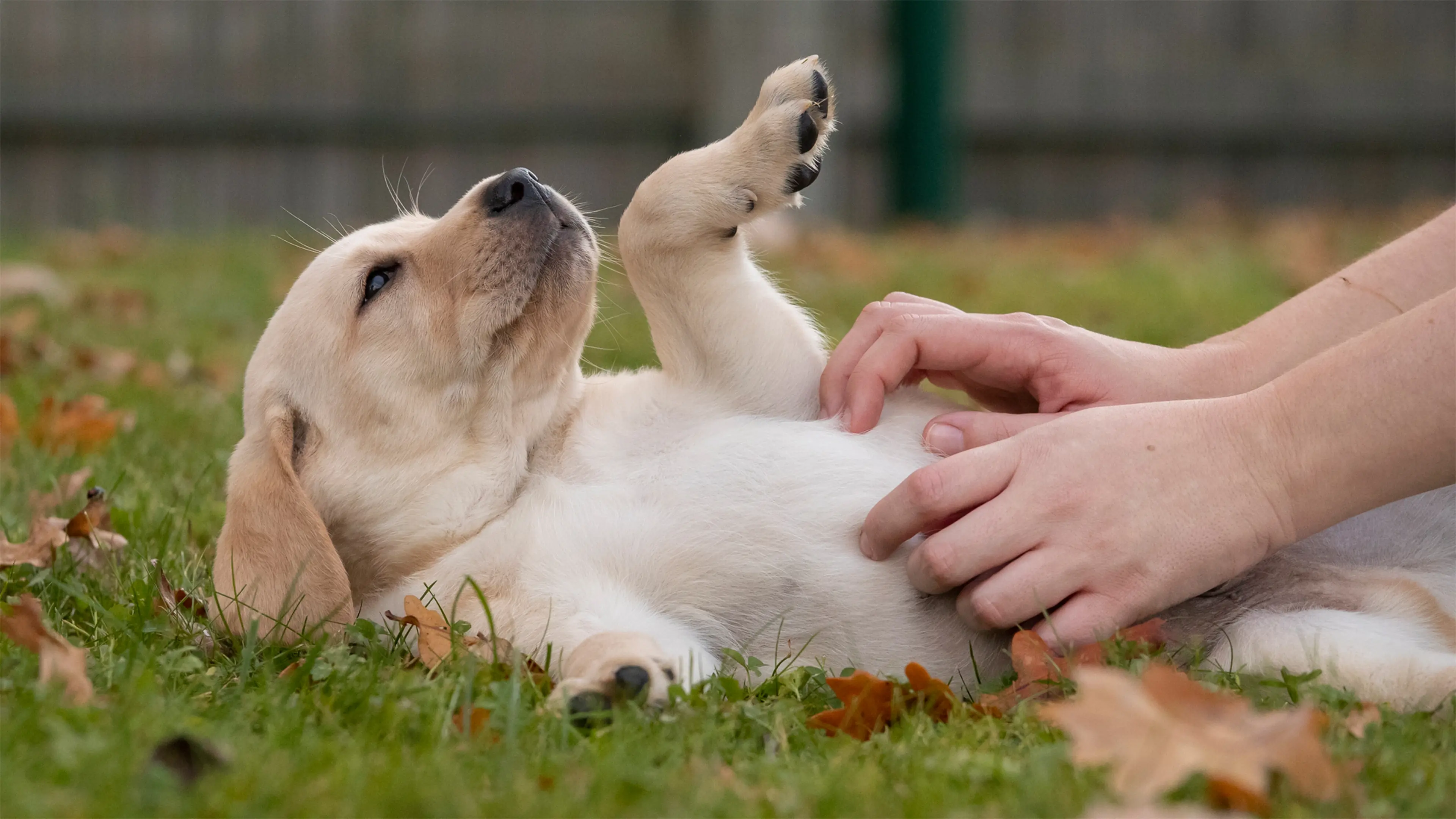 A yellow Labrador puppy lies on fallen autumn leaves and grass as someone tickles its belly. 
