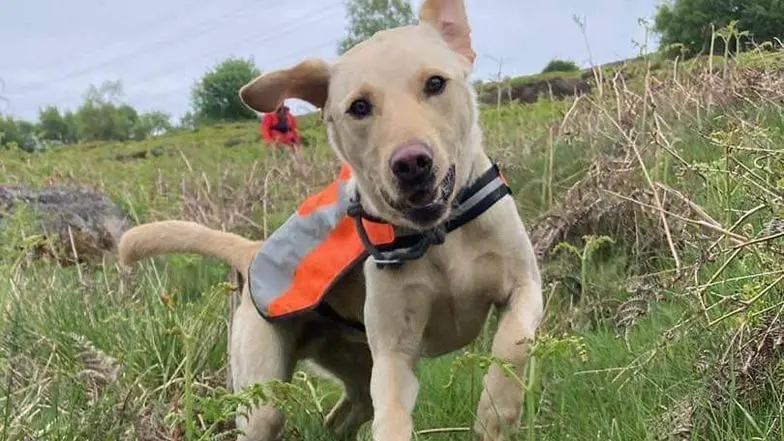 Puppy Kai, a rehomed dog, jumps toward the camera wearing a reflective jacket.