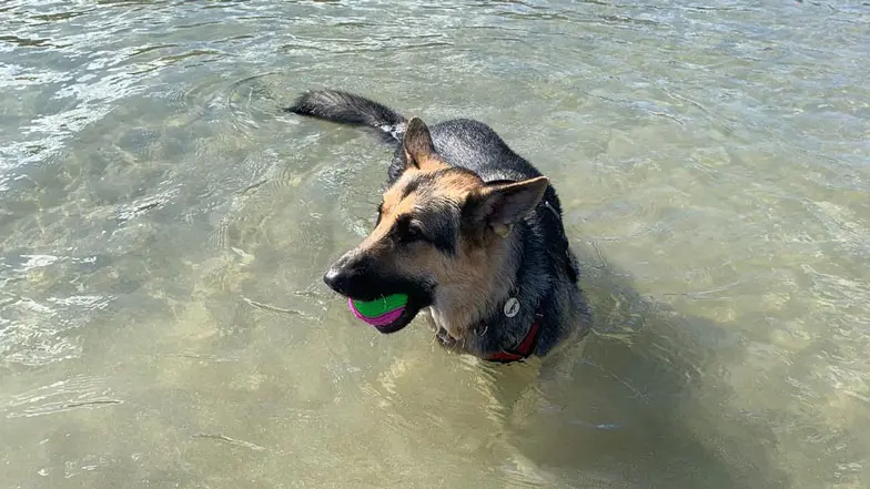 Black and tan German Shepherd Pudley in the sea holding a pink and green ball in his mouth