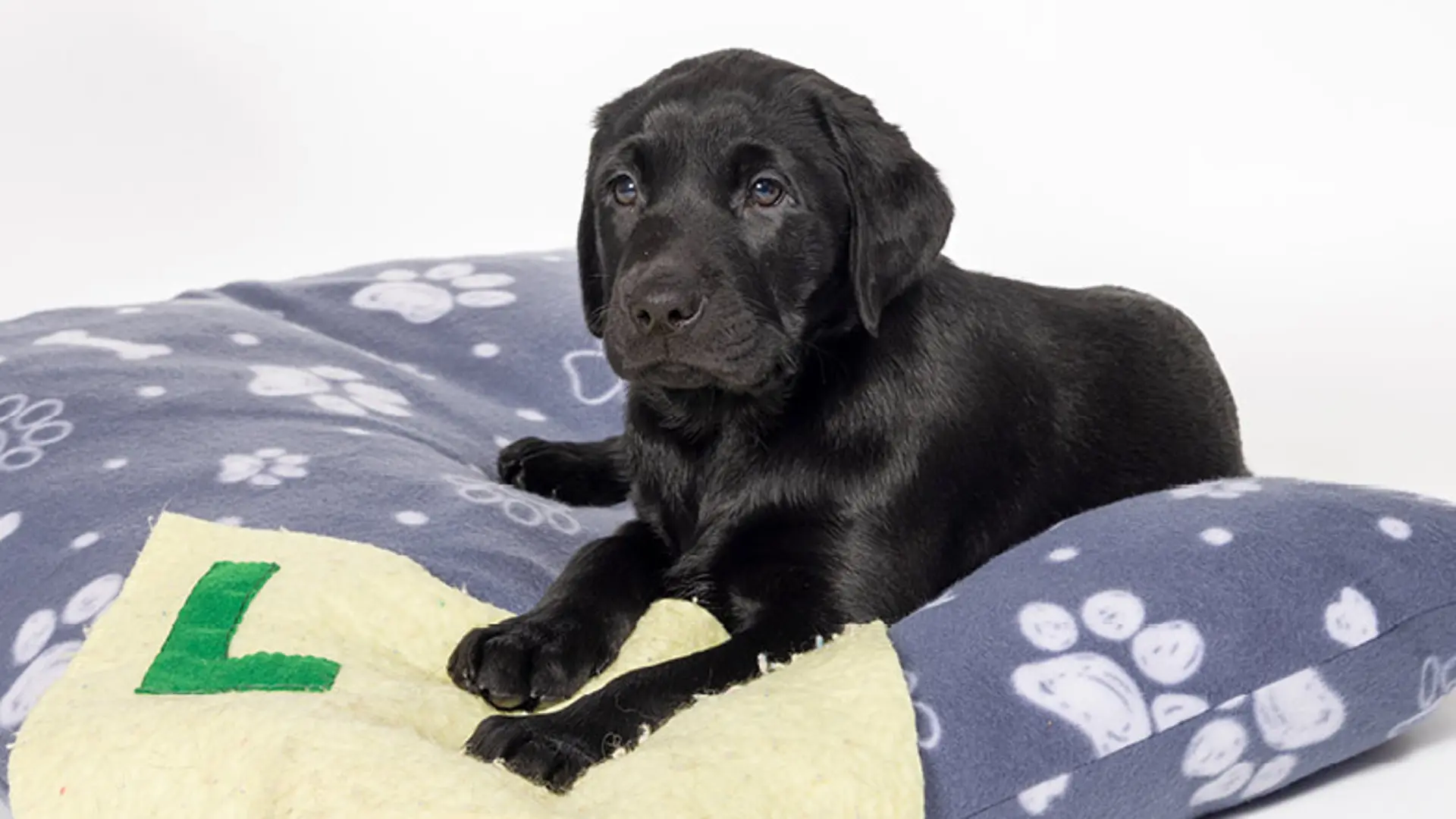 Leo sitting on a dog bed next to a blanket with the letter 'L' on it.