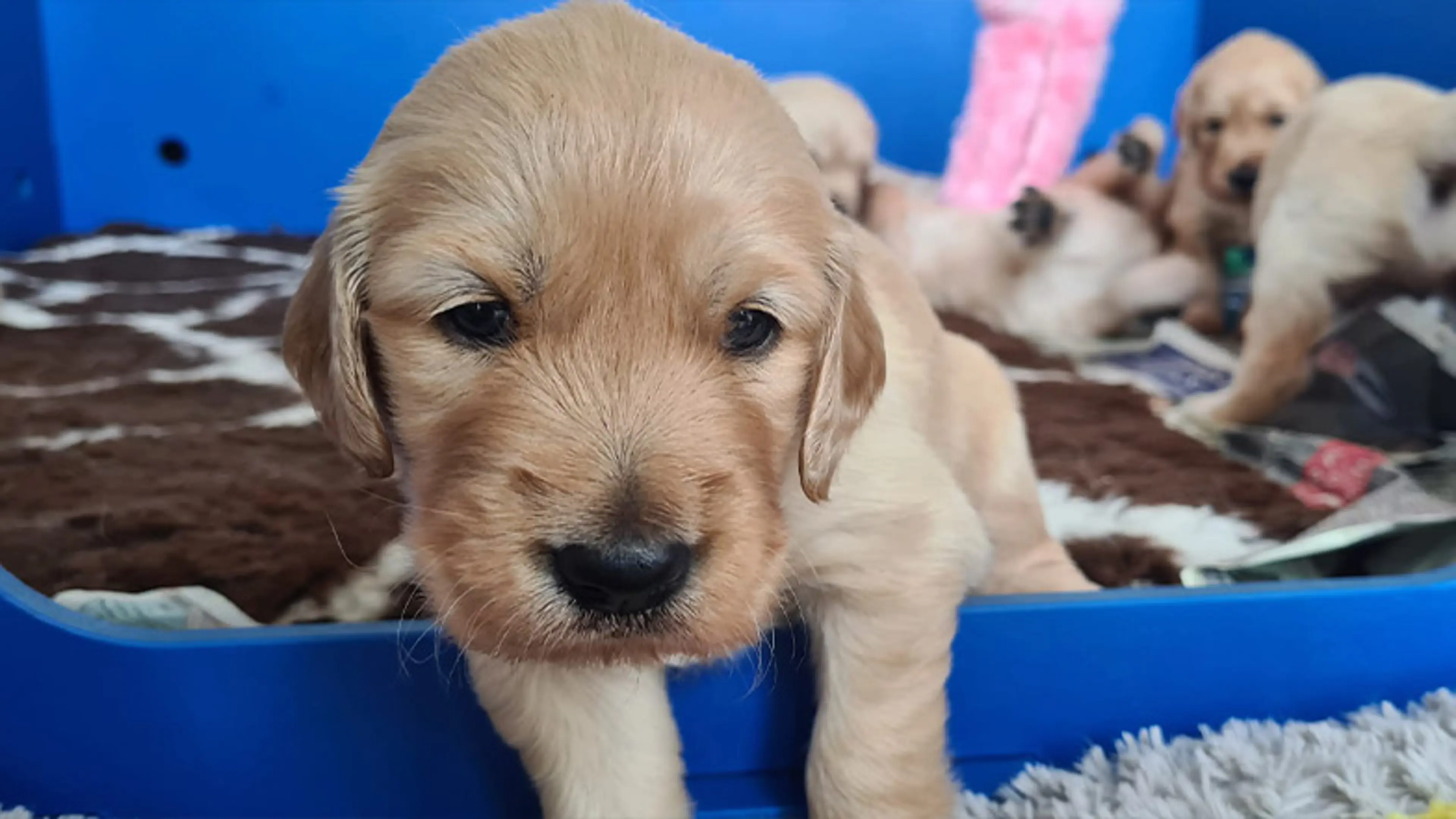Four puppies in their whelping bed, one of them is approaching the camera while the others play in the background.