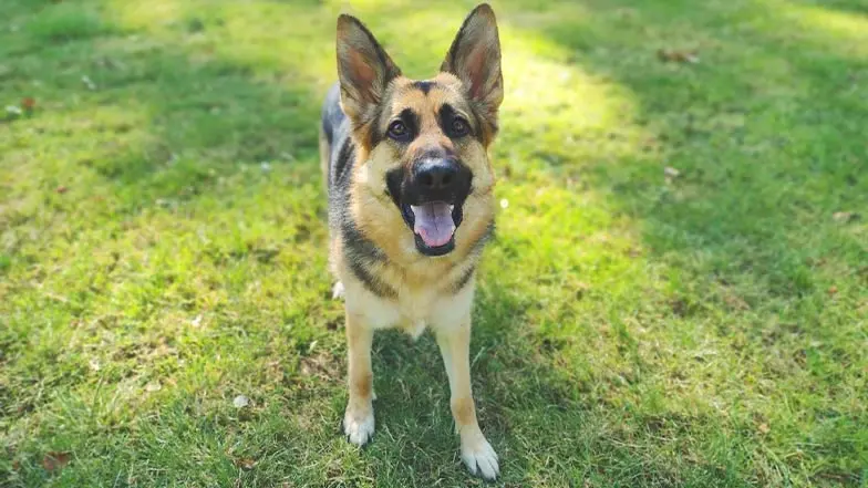 A German shepherd sits on the grass looking to camera with their mouth open.