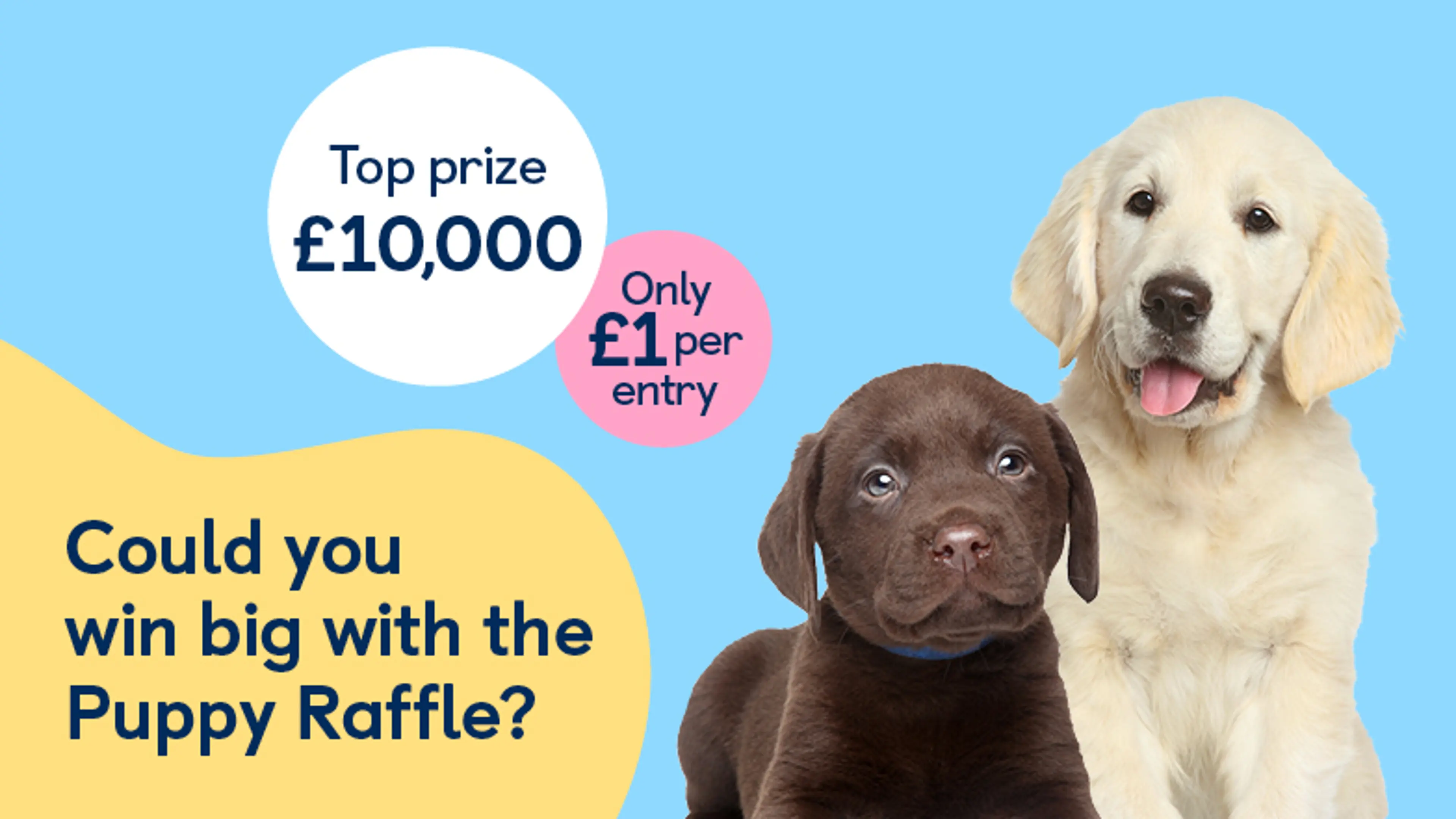 Chocolate brown Labrador puppy and golden retriever sitting beside 2 prize bubbles of 'Top prize £10,000', 'Only £1 per entry'.