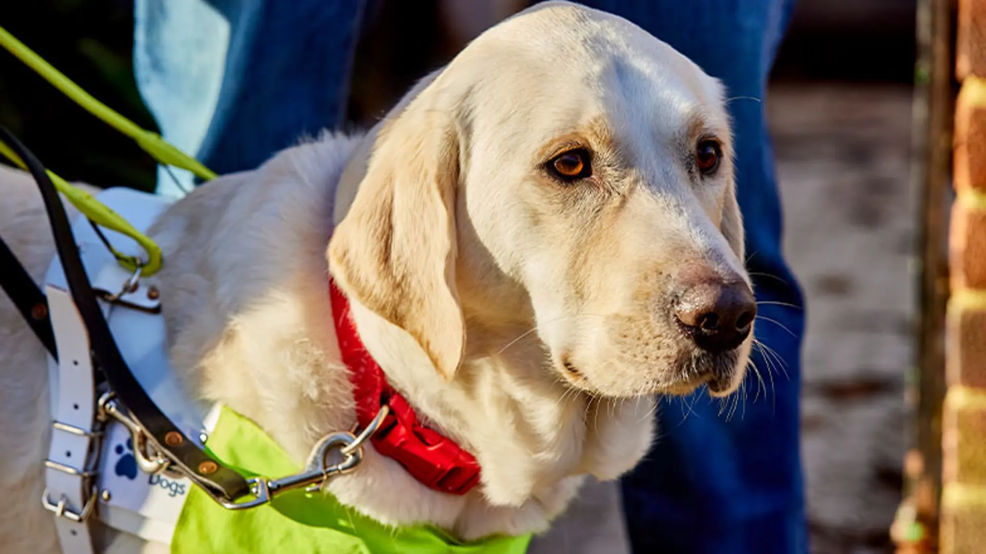 Ringo, a guide dog who stars in our TV advert, stands wearing his guiding harness on a sunny day.