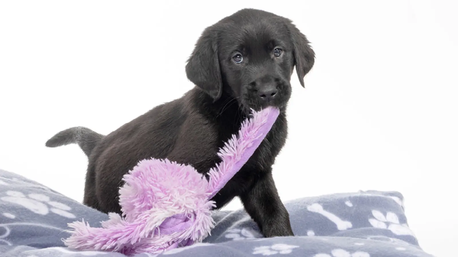 Jasper sitting on a dog bed with his purple toy octopus in his mouth