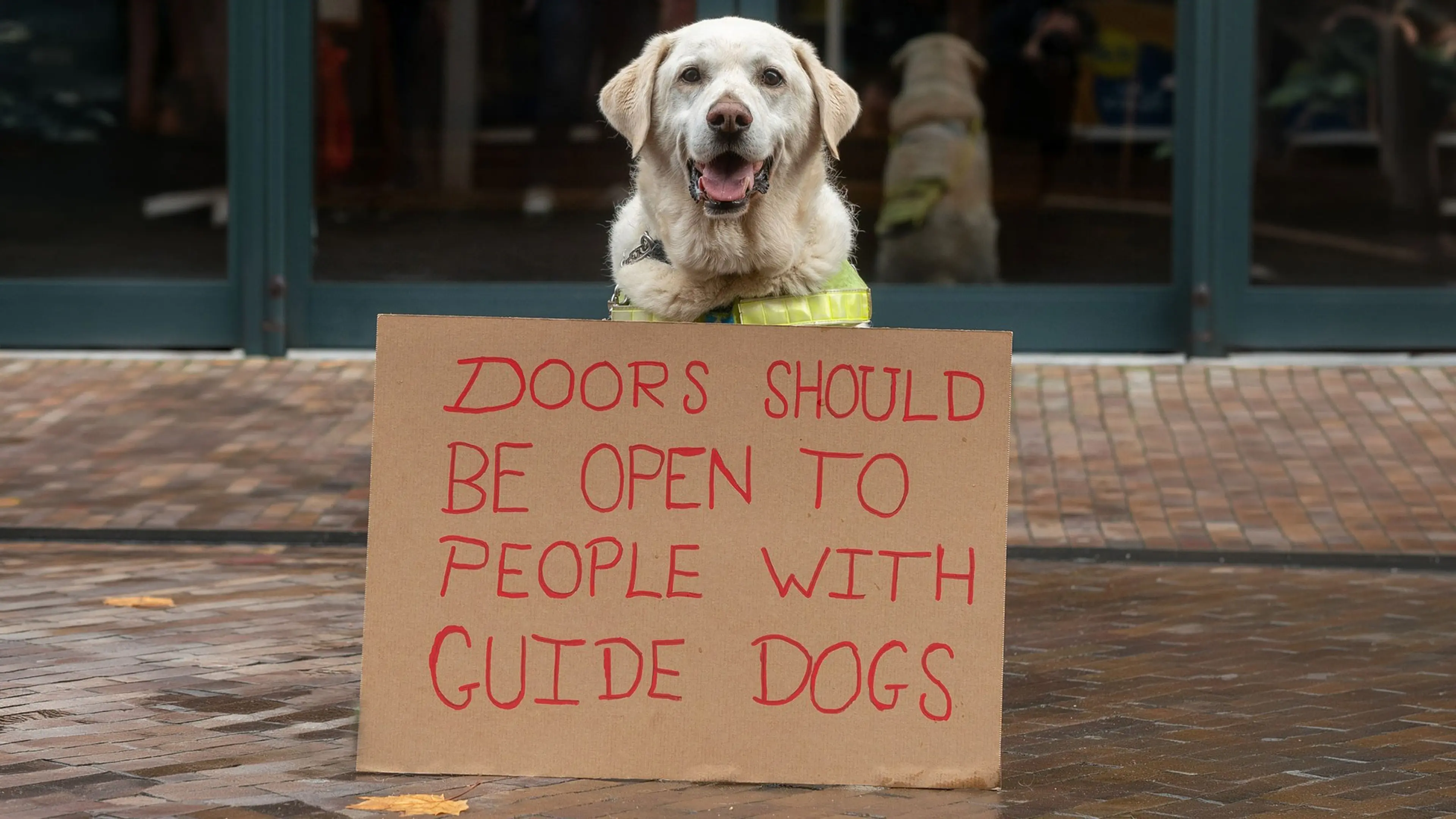 Labrador retriever looking to camera sitting in front of a cardboard placard reading 'Doors should be open to people with guide dogs'.