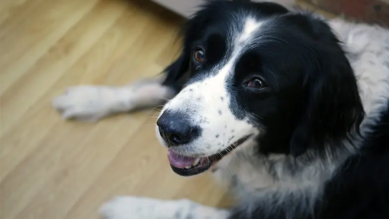 Pet collie dog lying down looking at the camera.