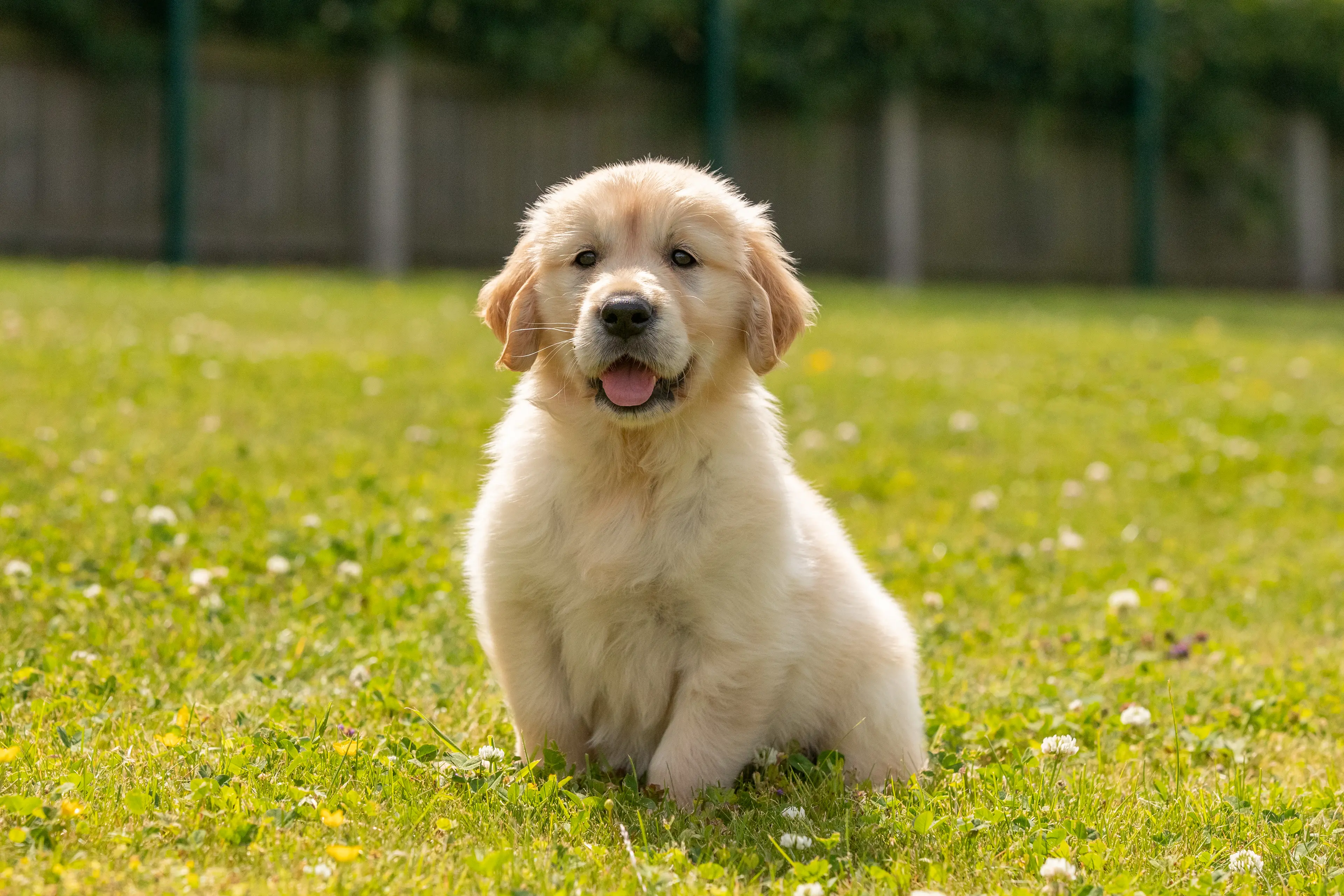 Golden Labrador Retriever puppy sitting on grass.