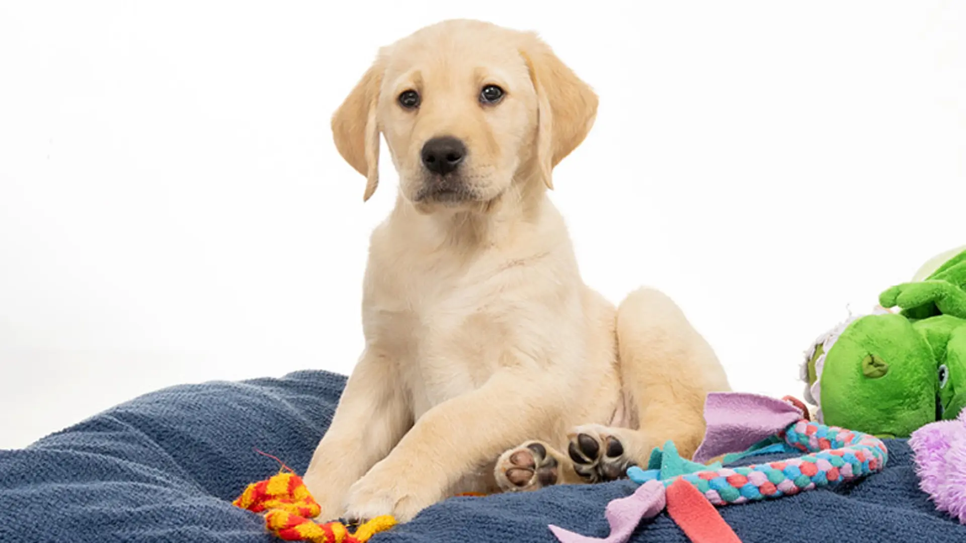 Doris sitting upright on a dog bed surrounded by toys