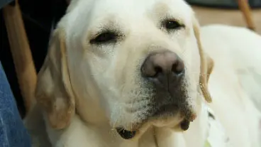 Close up of a guide dog resting