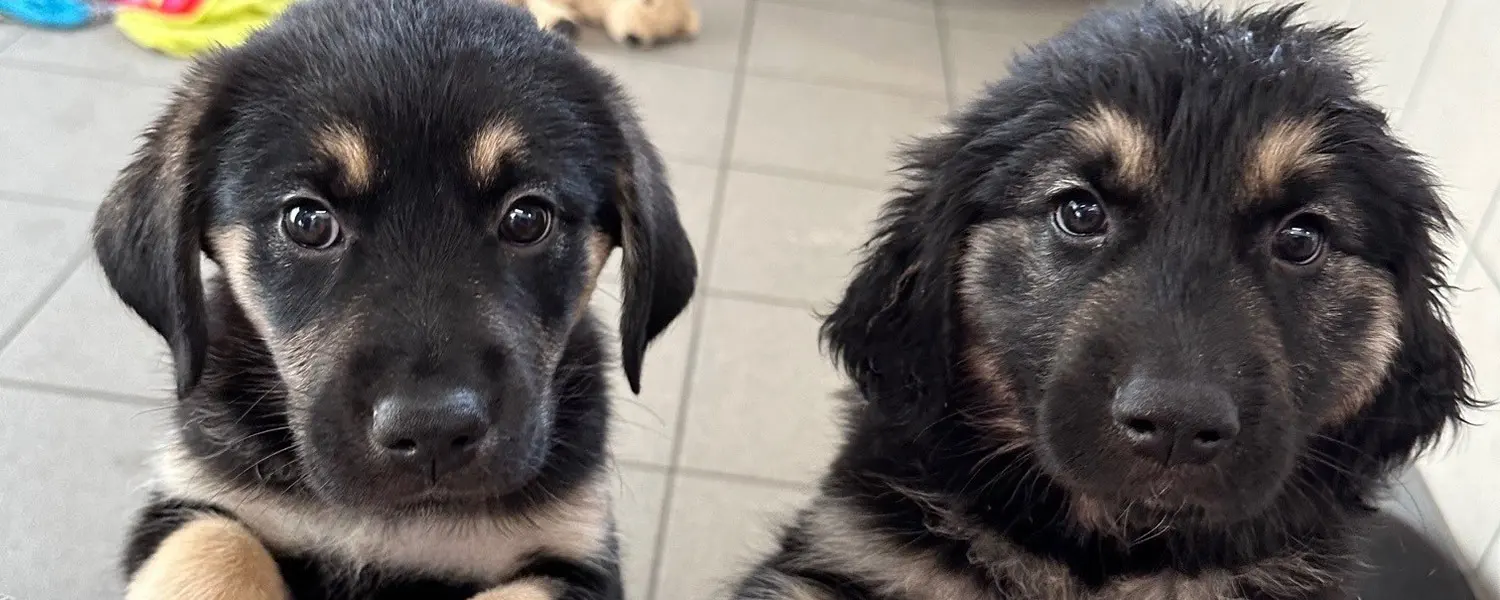 Two young guide dog puppies look to camera