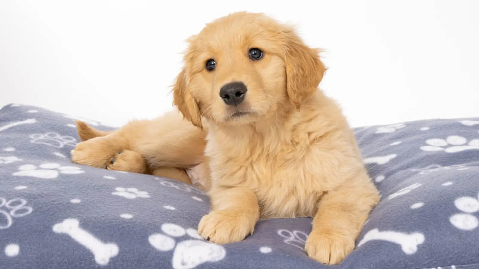 Toby lying on a cushion and looking towards camera