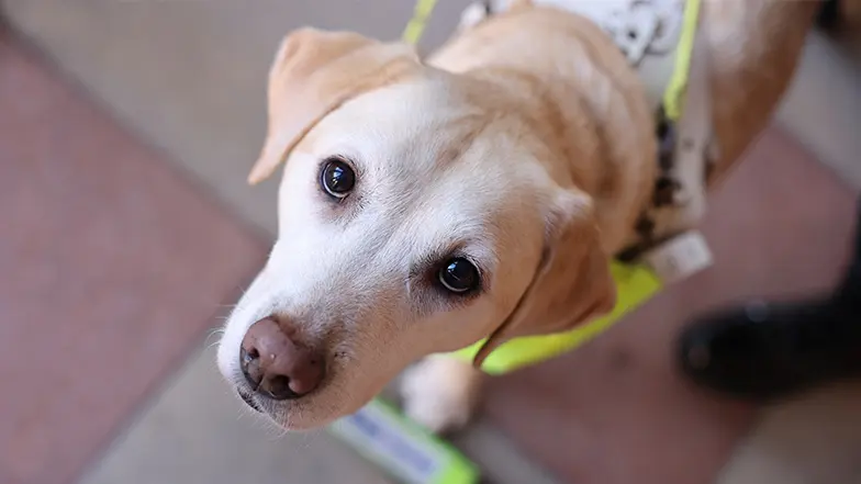 Headshot of Labrador guide dog Lassie looking up towards the camera
