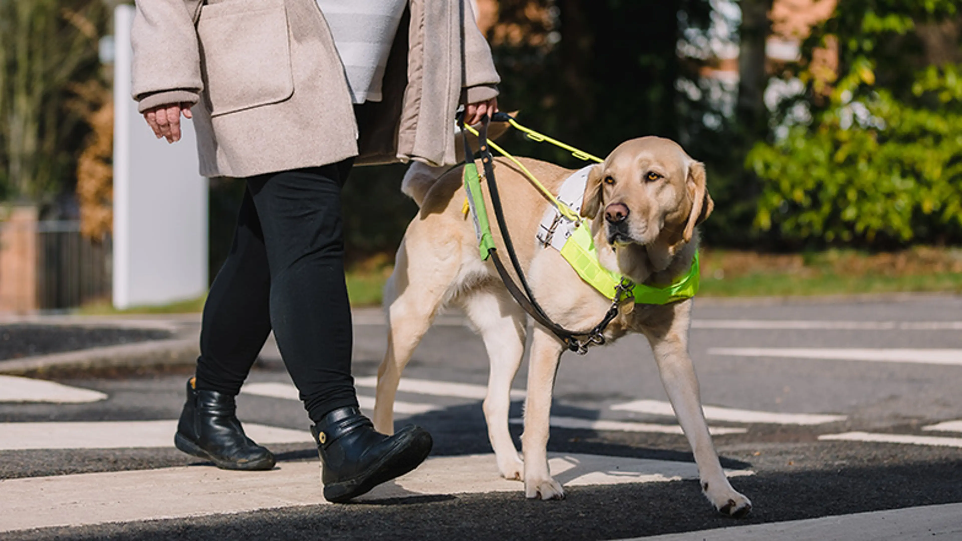 Guide dog owner and dog crossing a road