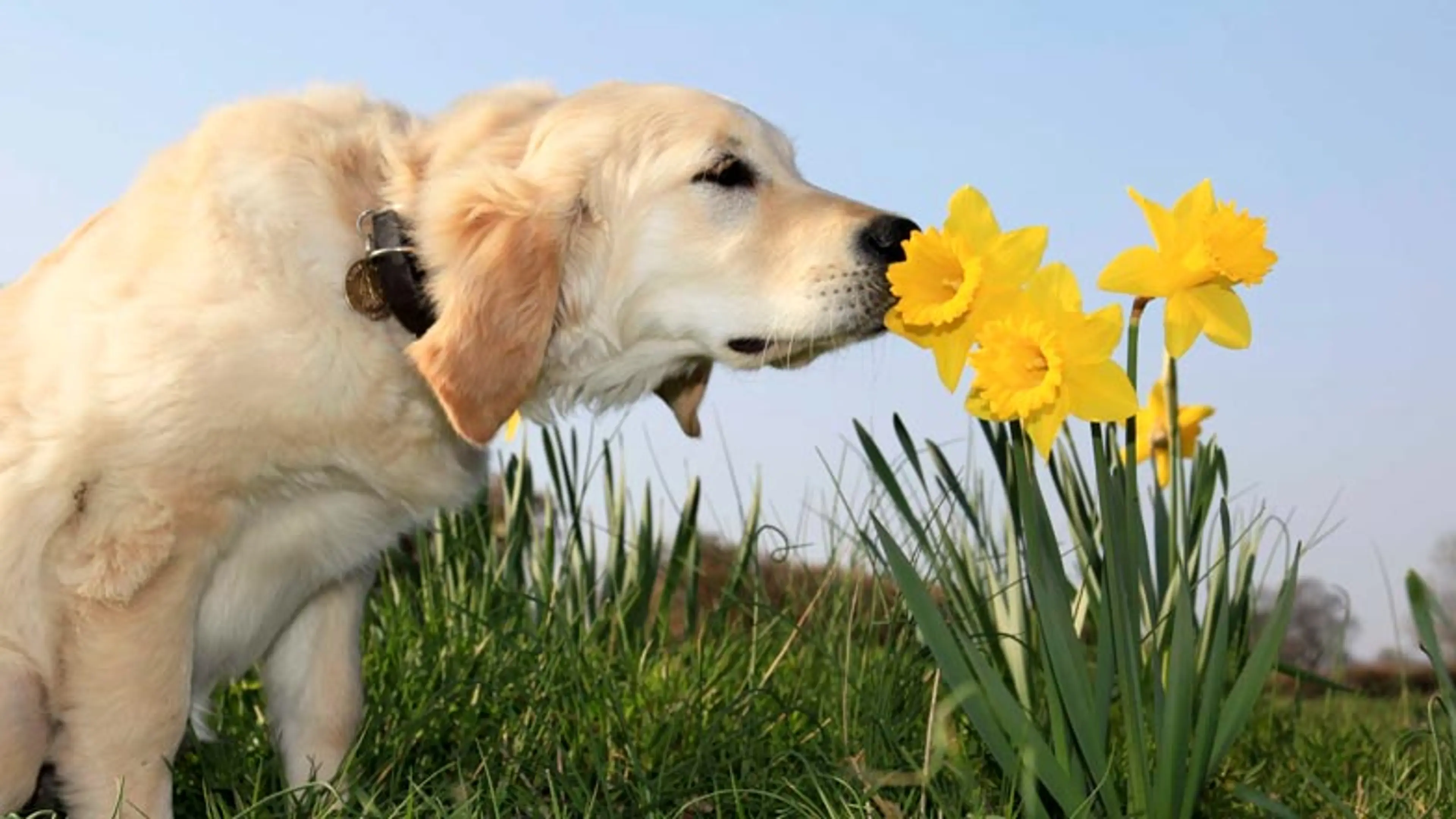 Puppy in spring smelling daffodils