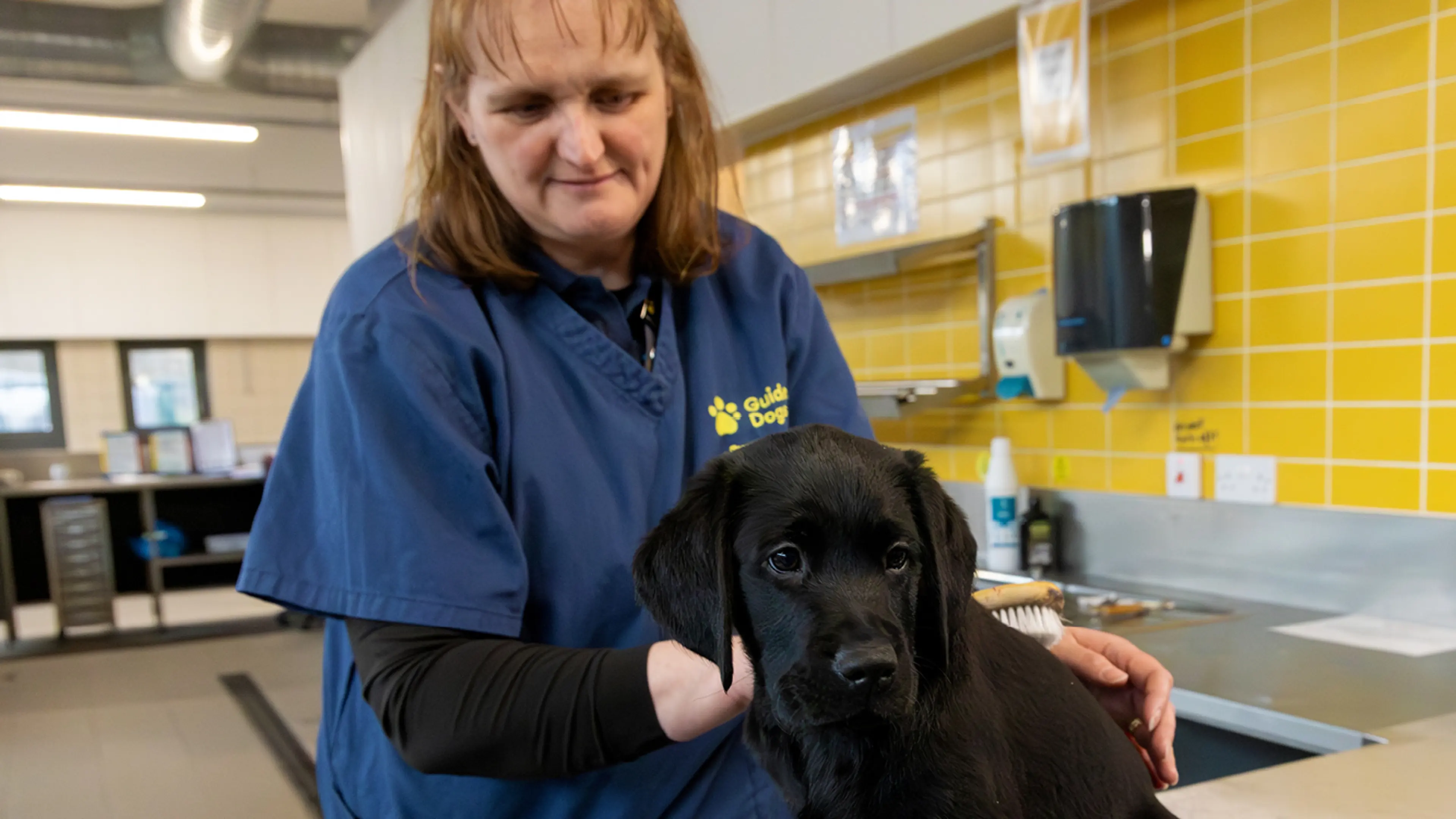 Stanley being brushed by a Guide Dogs staff member.
