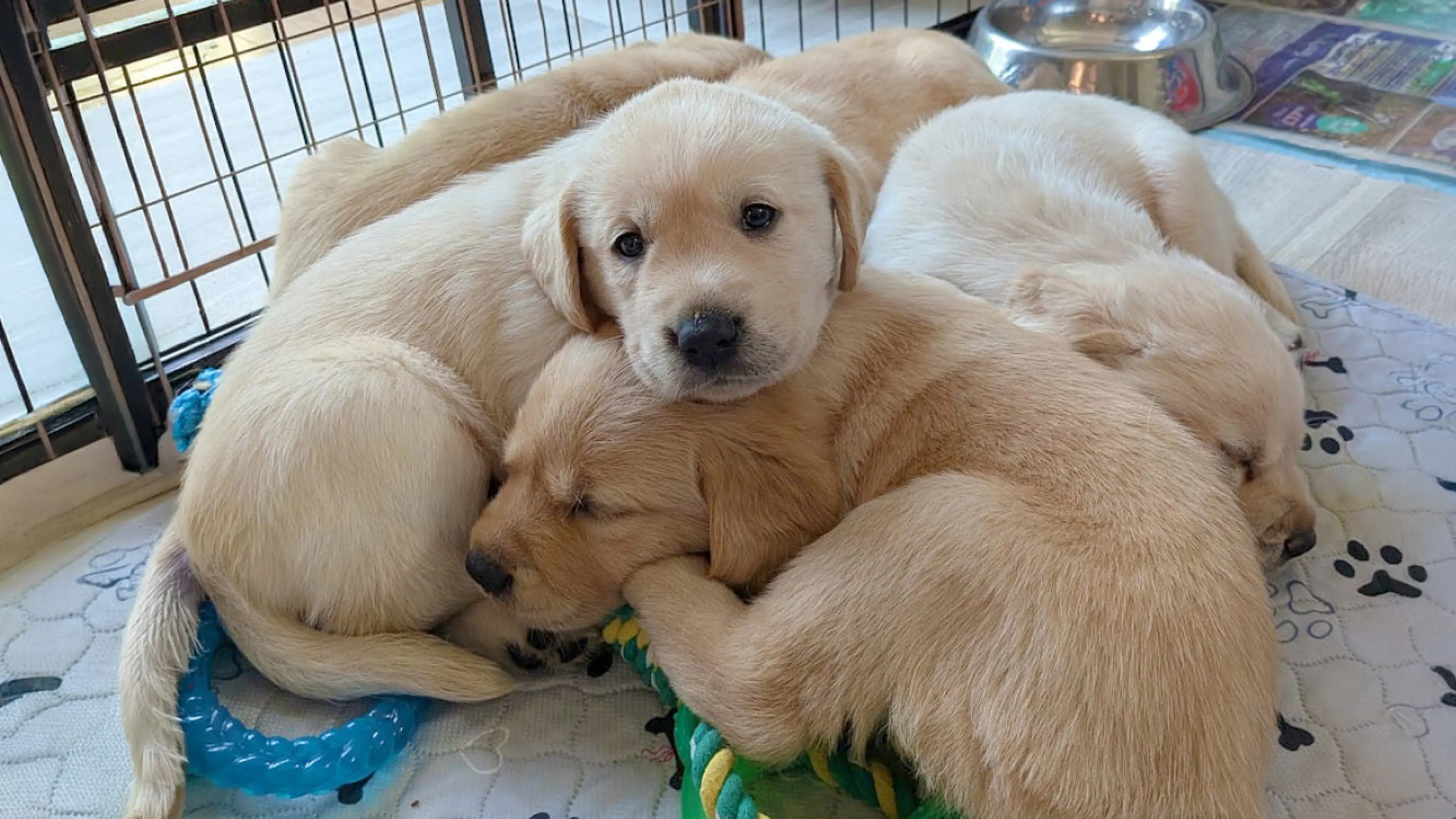 Nutmeg snuggling with her littermates indoors.
