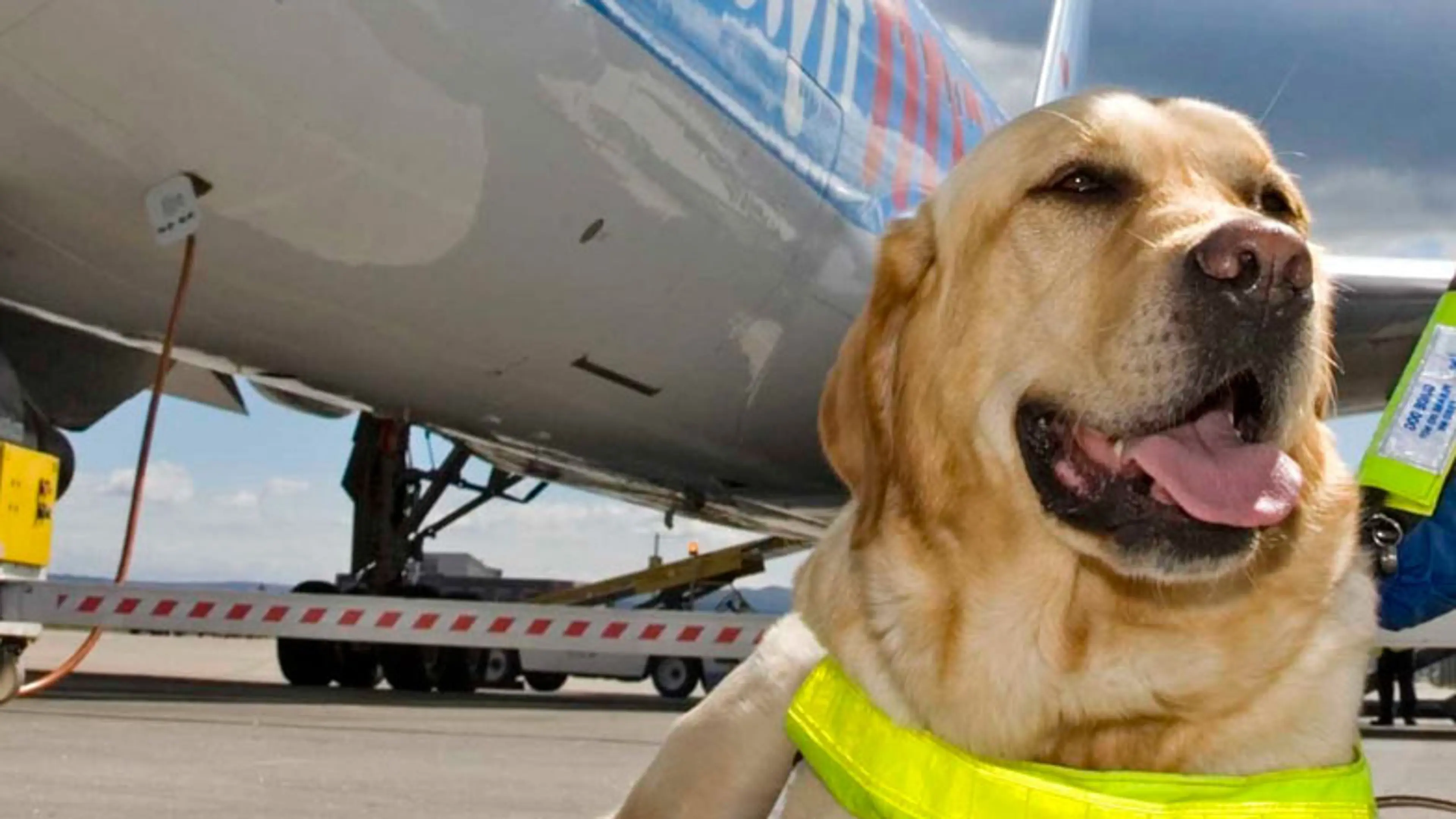 Guide dog next to aeroplane.