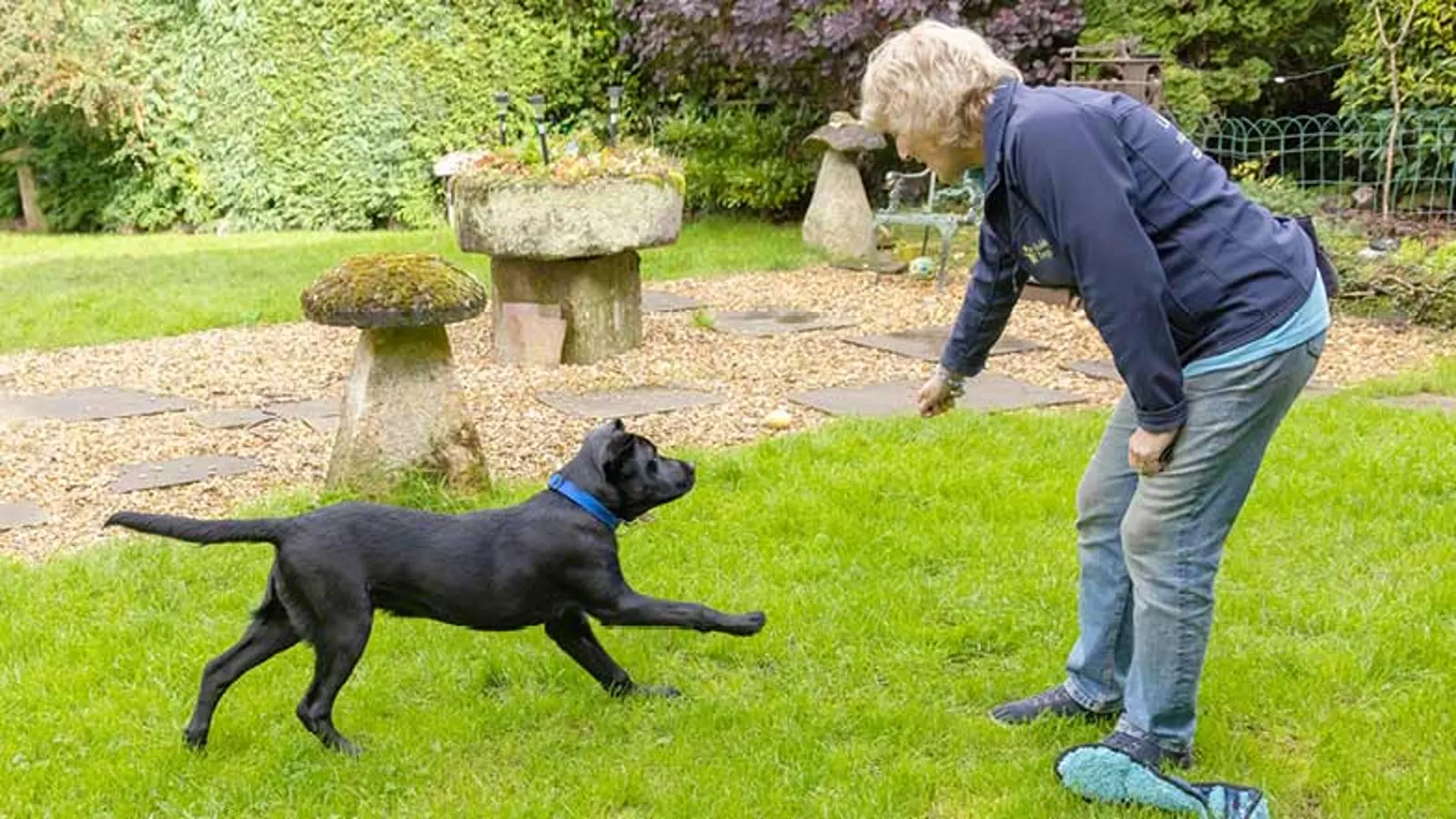 Jack running in the garden towards Puppy Raiser Andreina's outstretched fist.