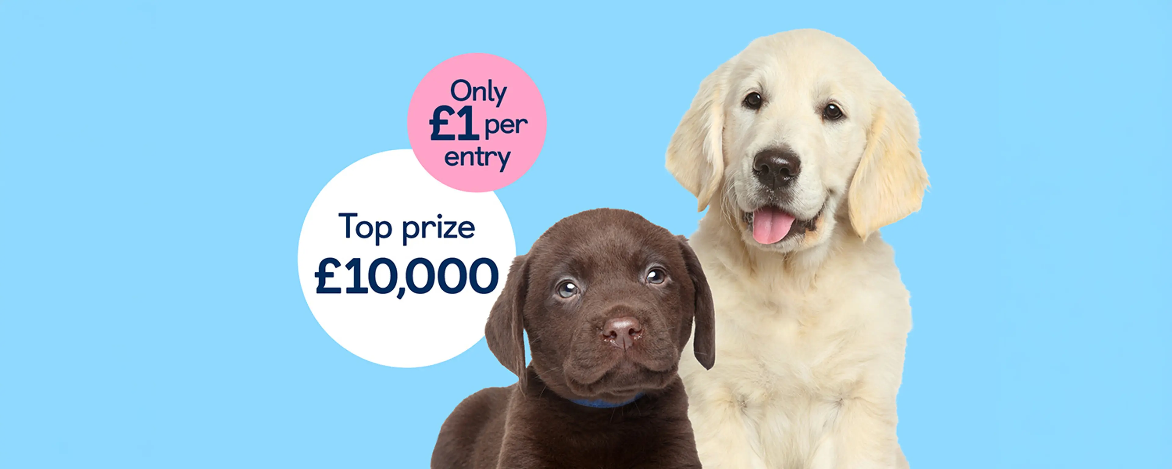 2 puppies, a chocolate Labrador and golden Labrador sitting together looking to camera.