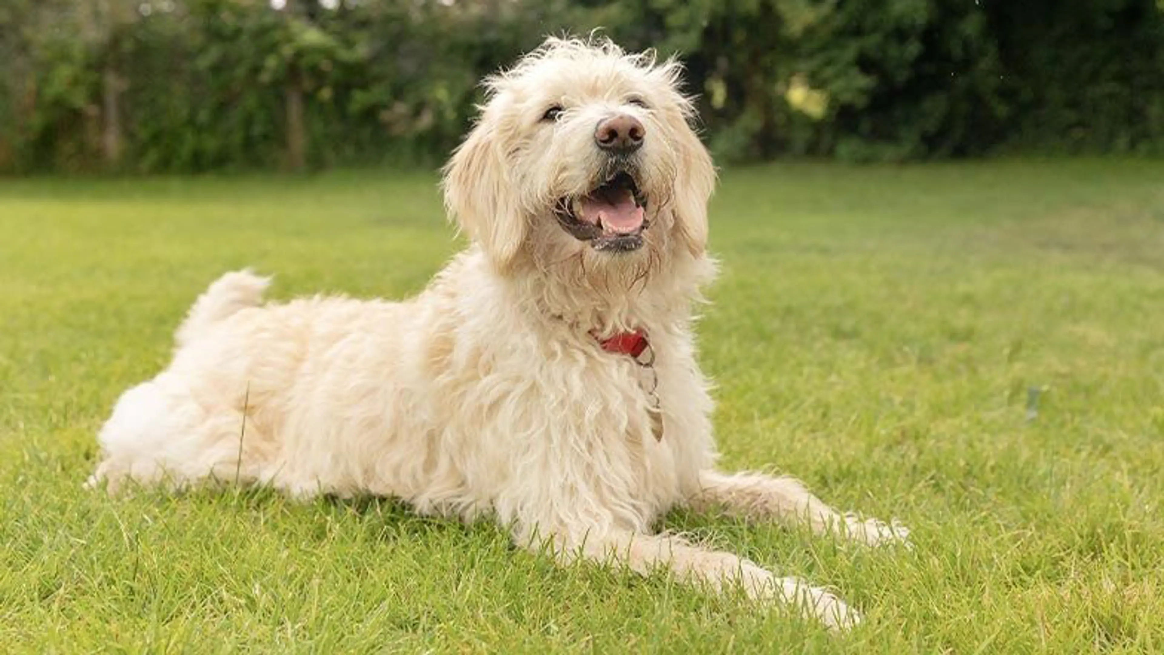 A poodle cross Labrador retriever lays on the grass with their tongue out, looking to camera.
