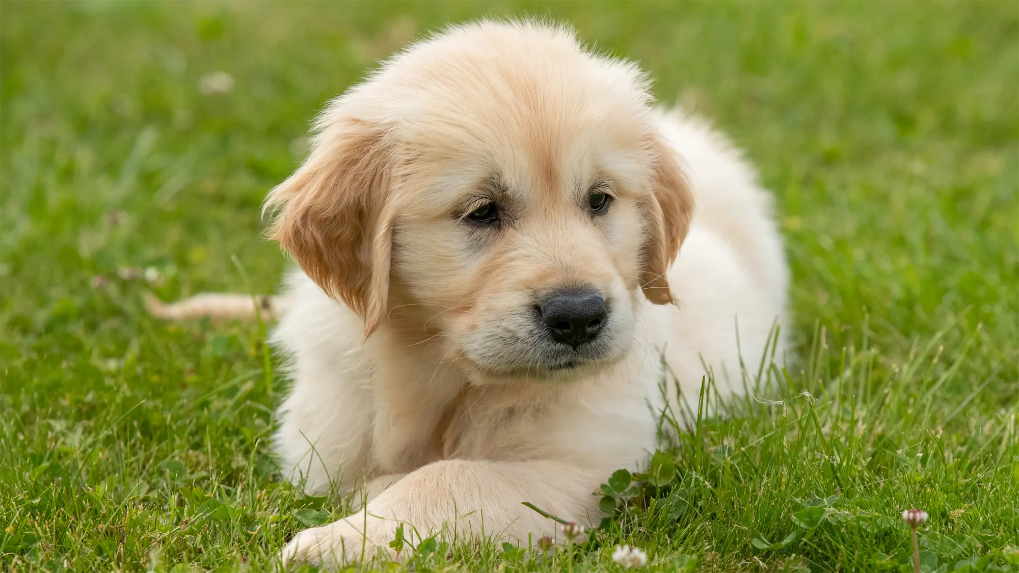 A fluffy golden Labrador retriever puppy lies down in the grass. 