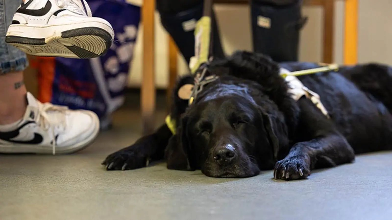 A guide dog rests on the floor in a waiting room.
